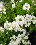 Empress Sun White Verbena thumbnail 5