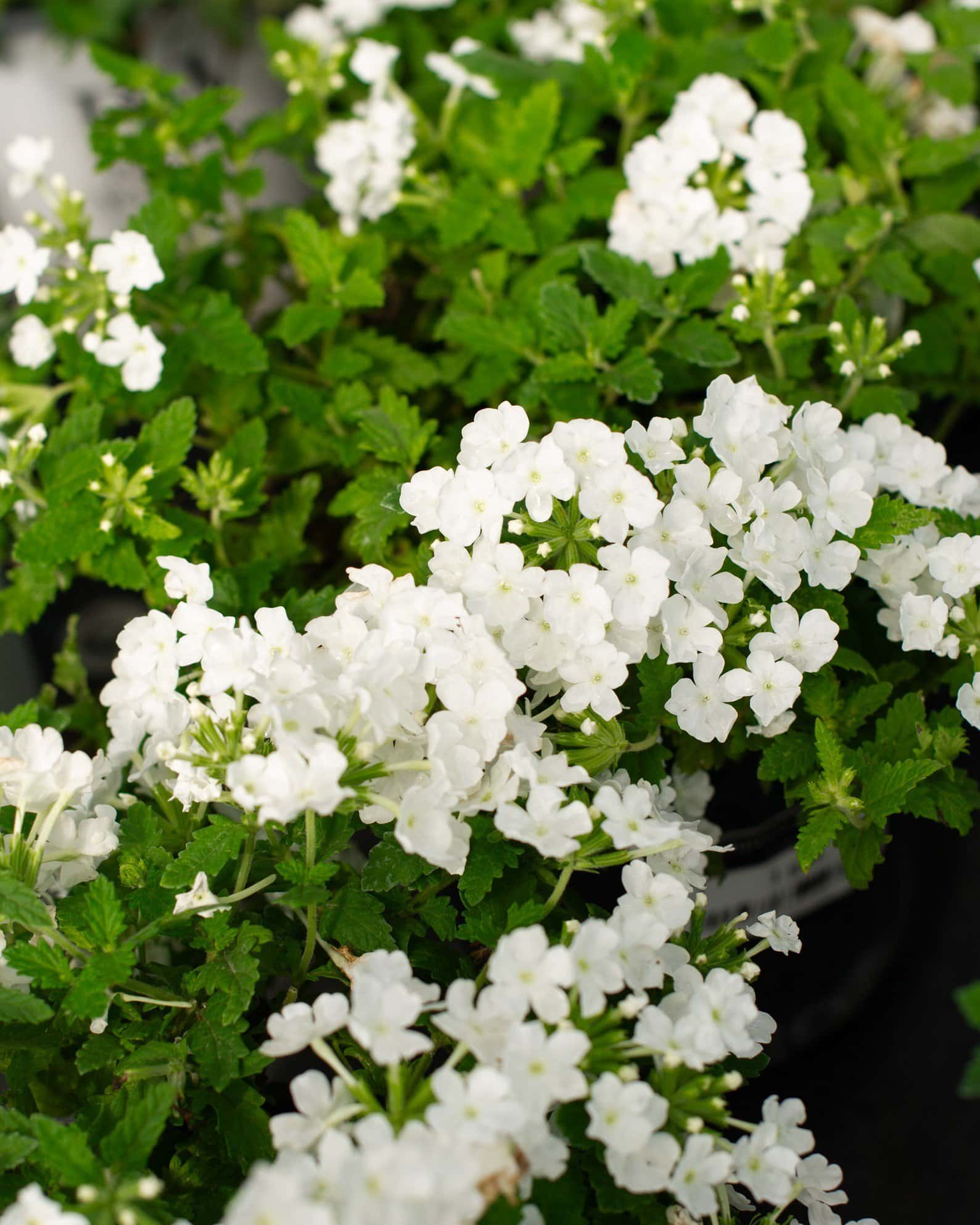 Empress Sun White Verbena - Image 4