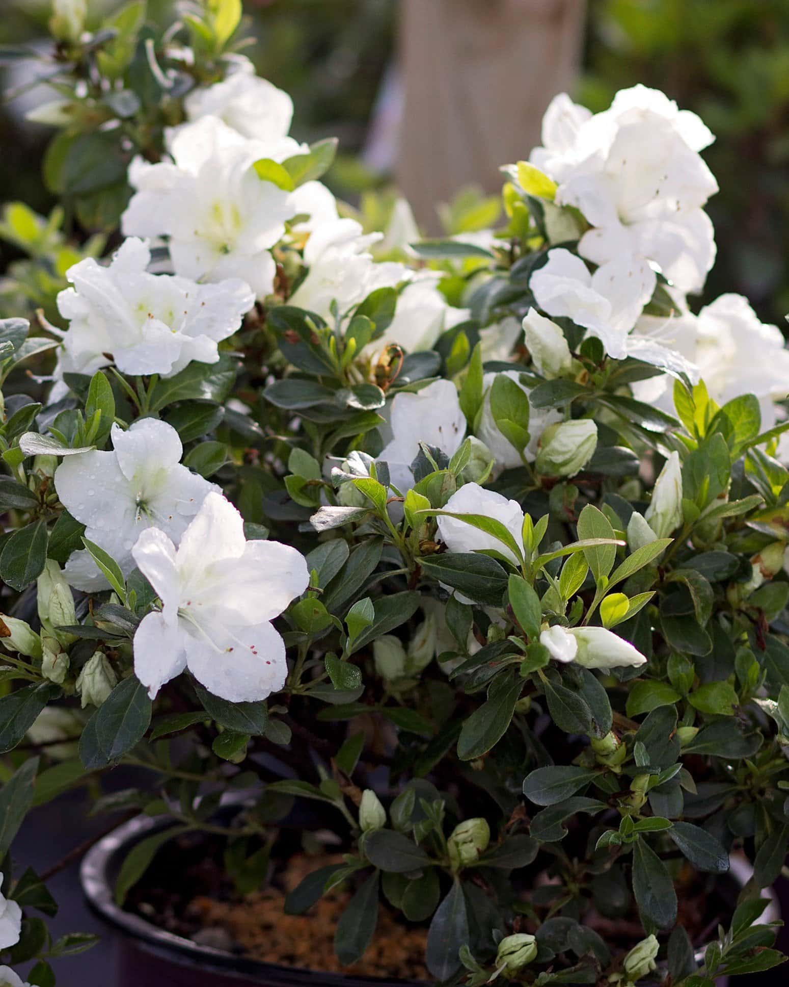Encore Azalea Autumn Angel - Main Image