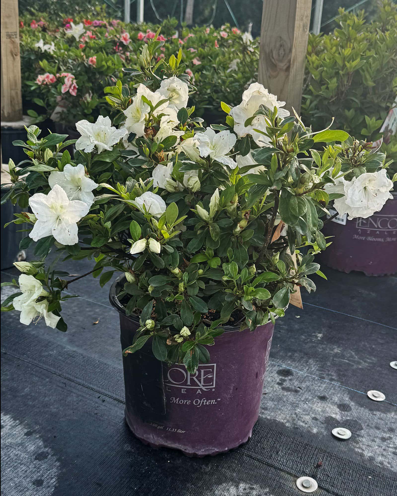 Encore Azalea Autumn Angel - Image 1