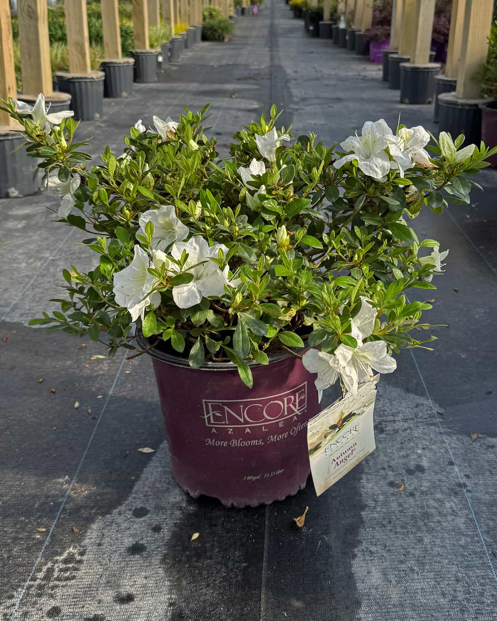 Encore Azalea Autumn Angel - view 3