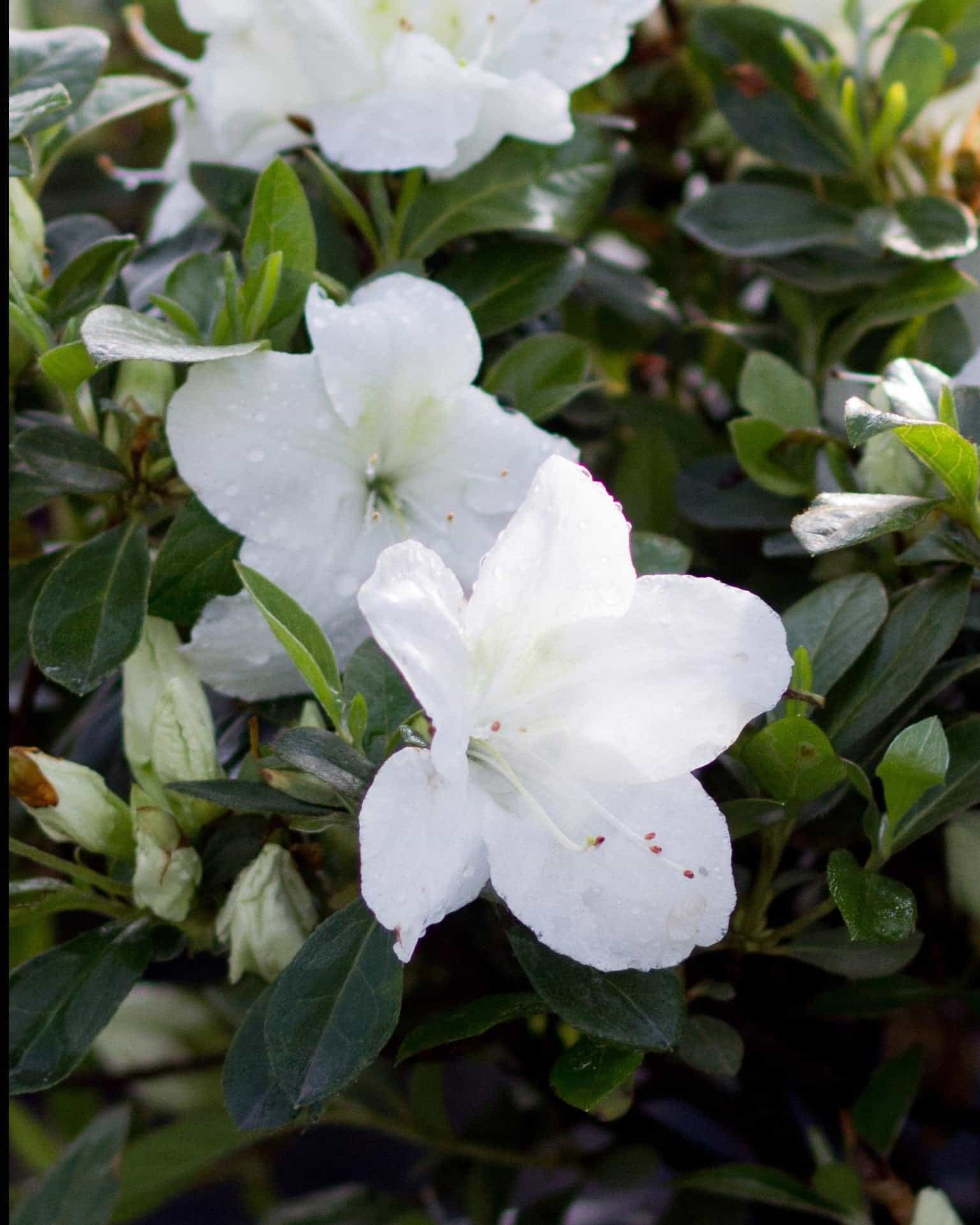 Encore Azalea Autumn Angel - view 4