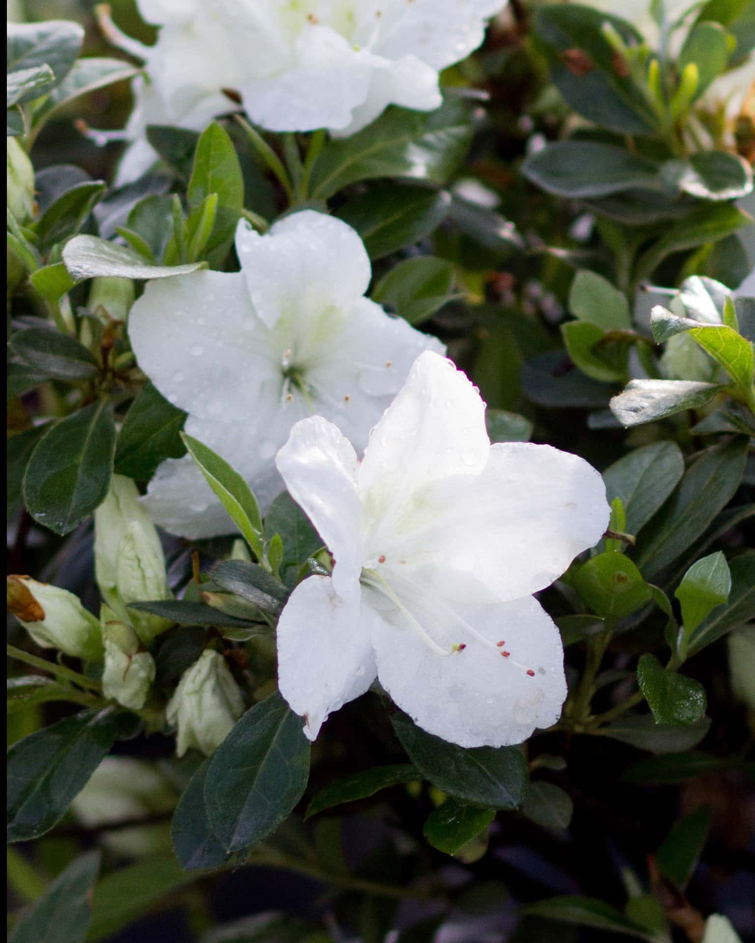 Encore Azalea Autumn Angel - Image 3