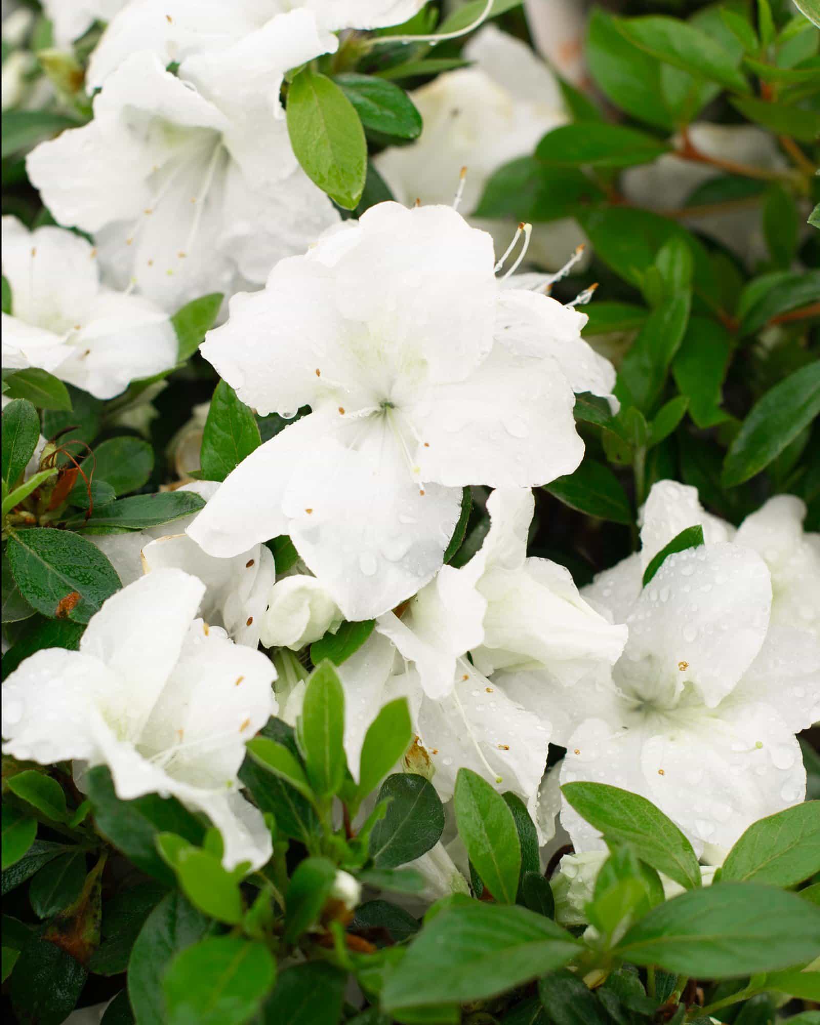 Encore Azalea Autumn Angel - view 5