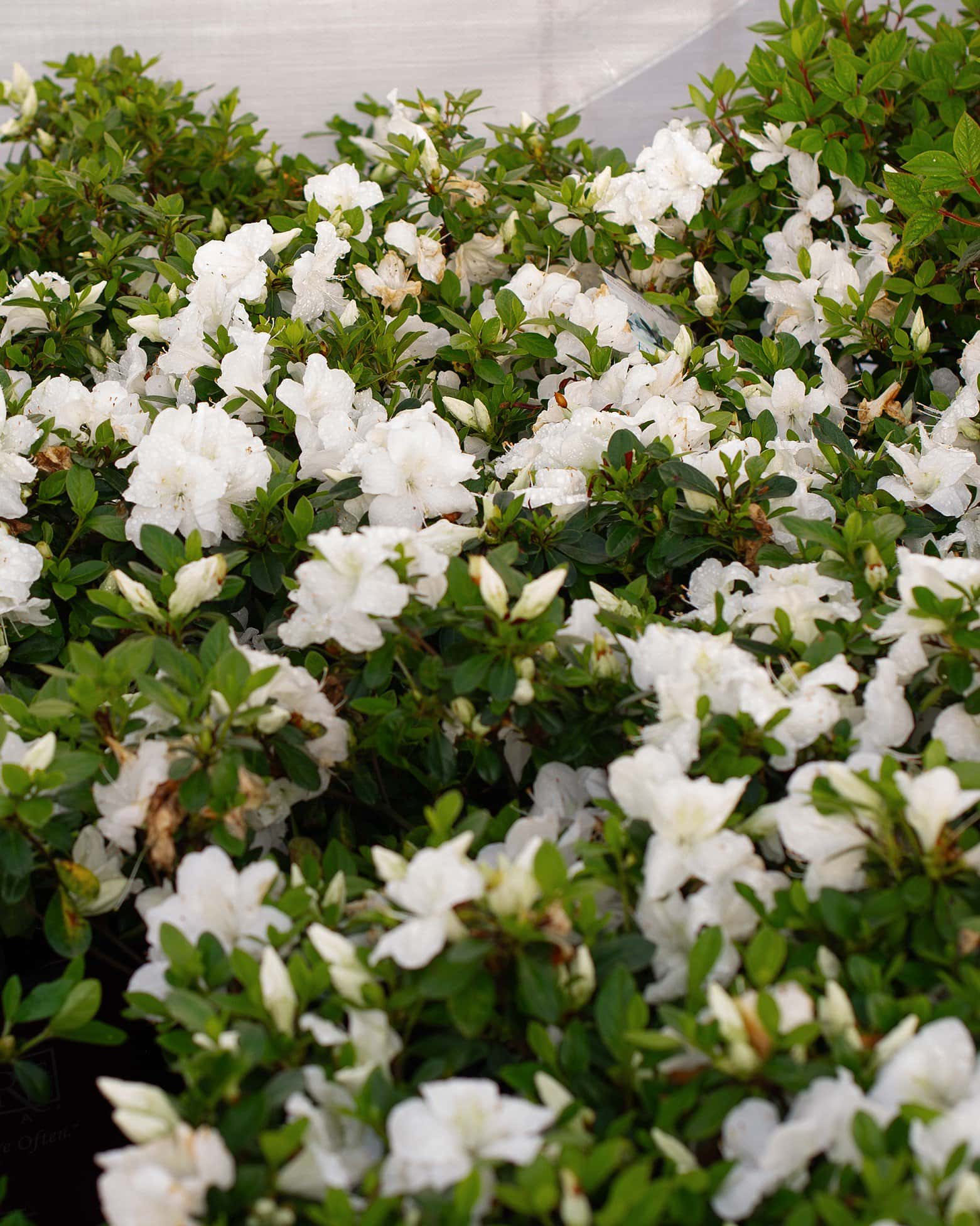 Encore Azalea Autumn Angel - Image 5