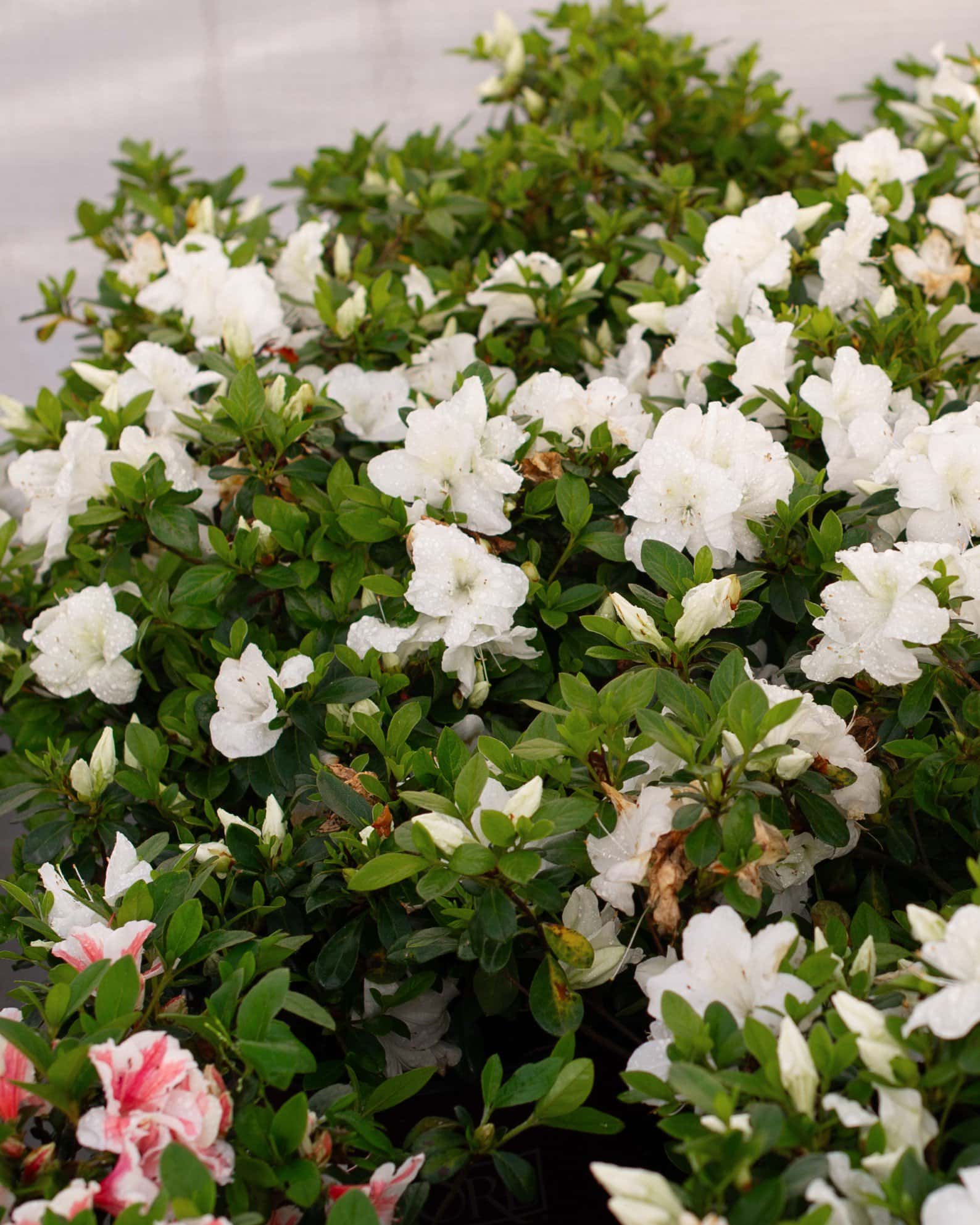 Encore Azalea Autumn Angel - Image 6
