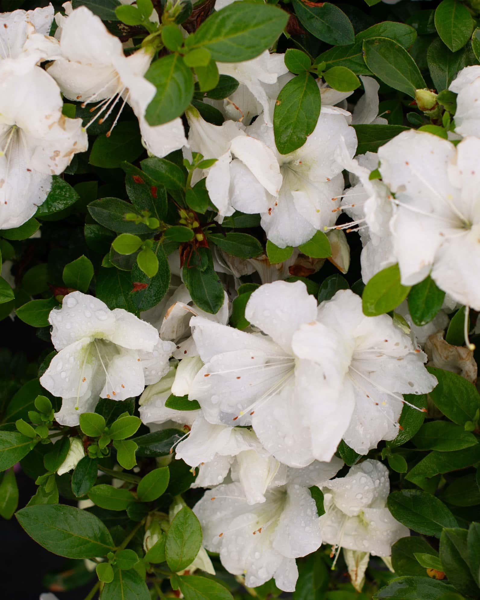 Encore Azalea Autumn Angel - Image 7