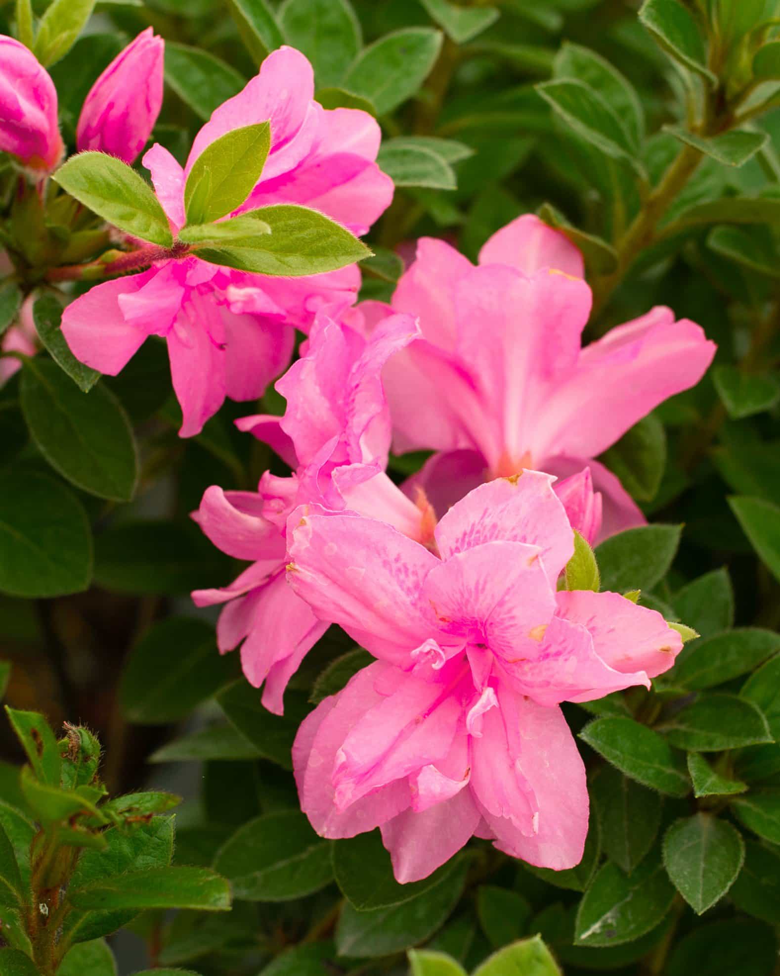 Encore Azalea Autumn Carnation - view 2