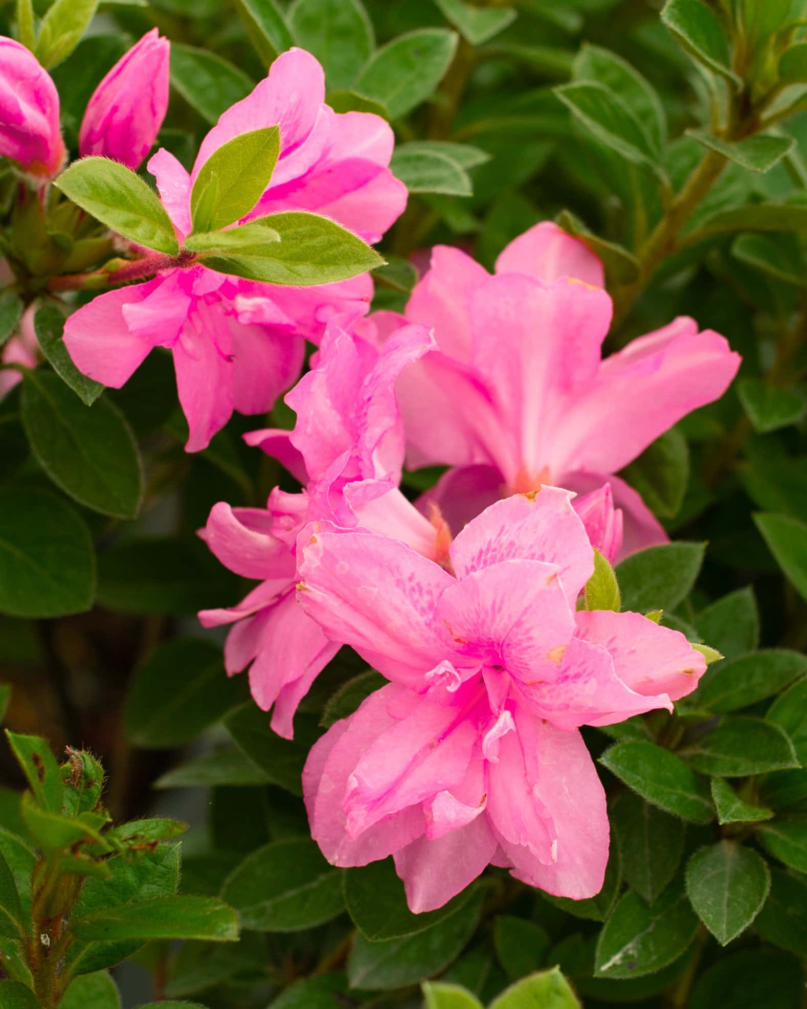 Encore Azalea Autumn Carnation - Image 1