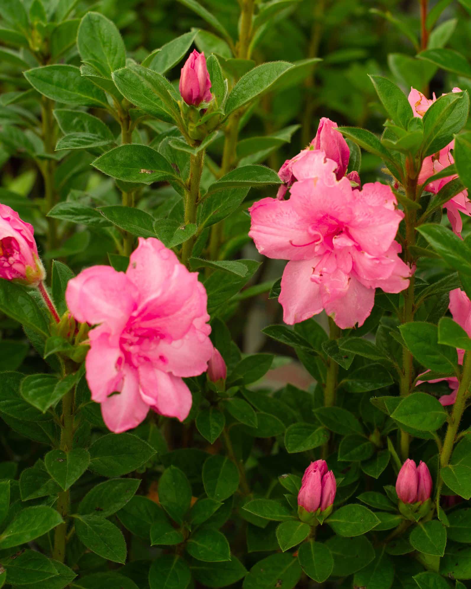 Encore Azalea Autumn Carnation - view 3