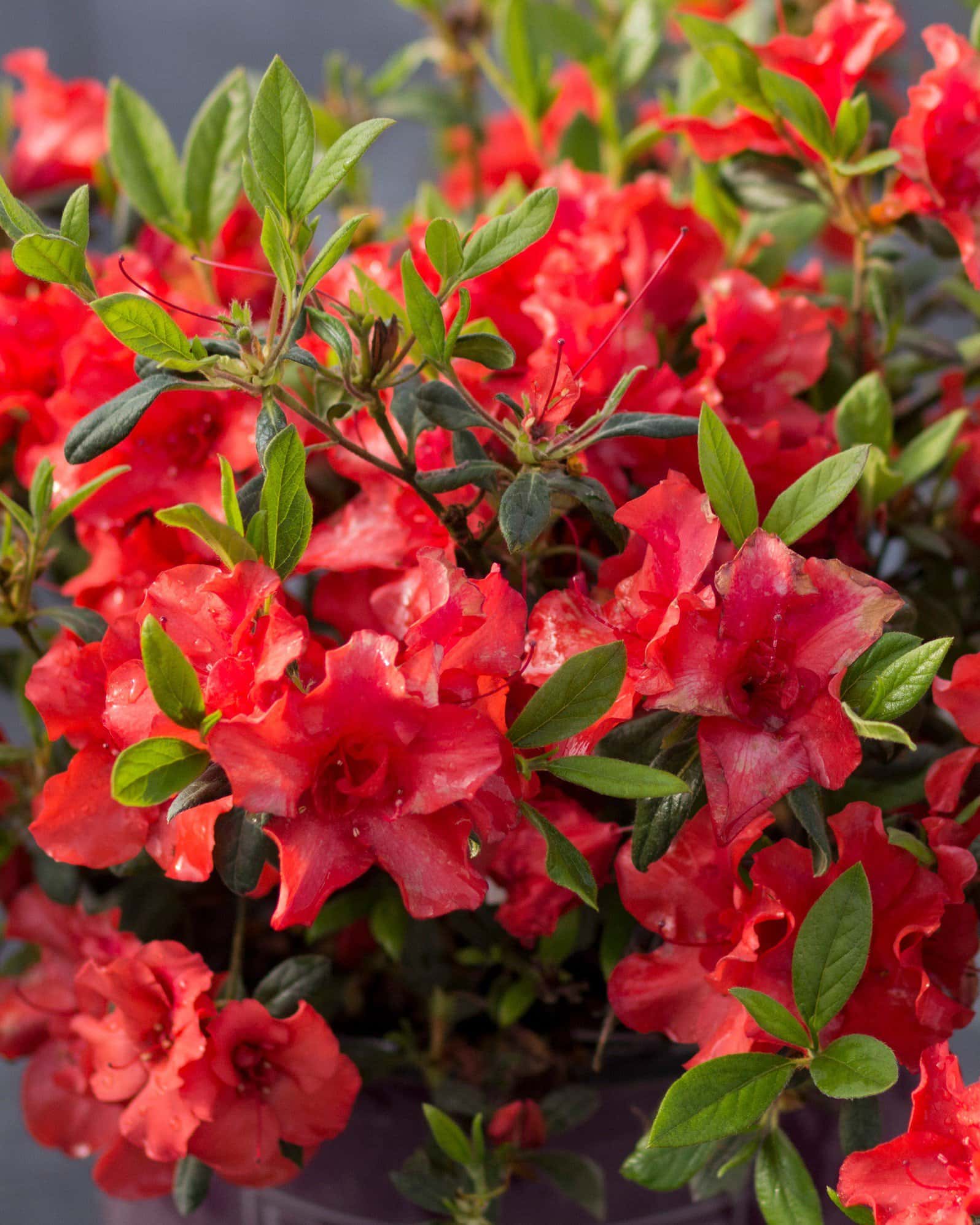 Encore Azalea Autumn Embers - Main Image