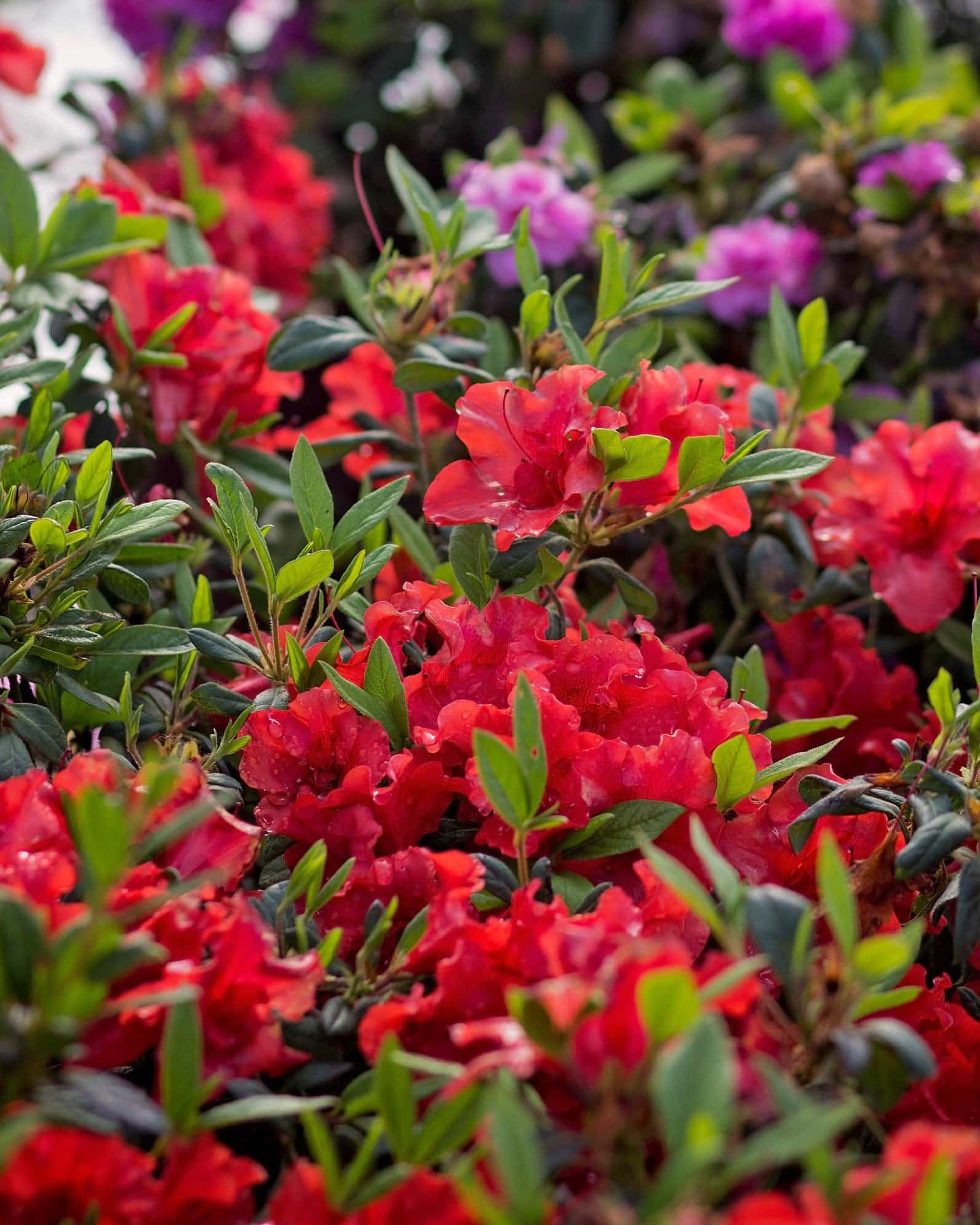 Encore Azalea Autumn Embers - view 2