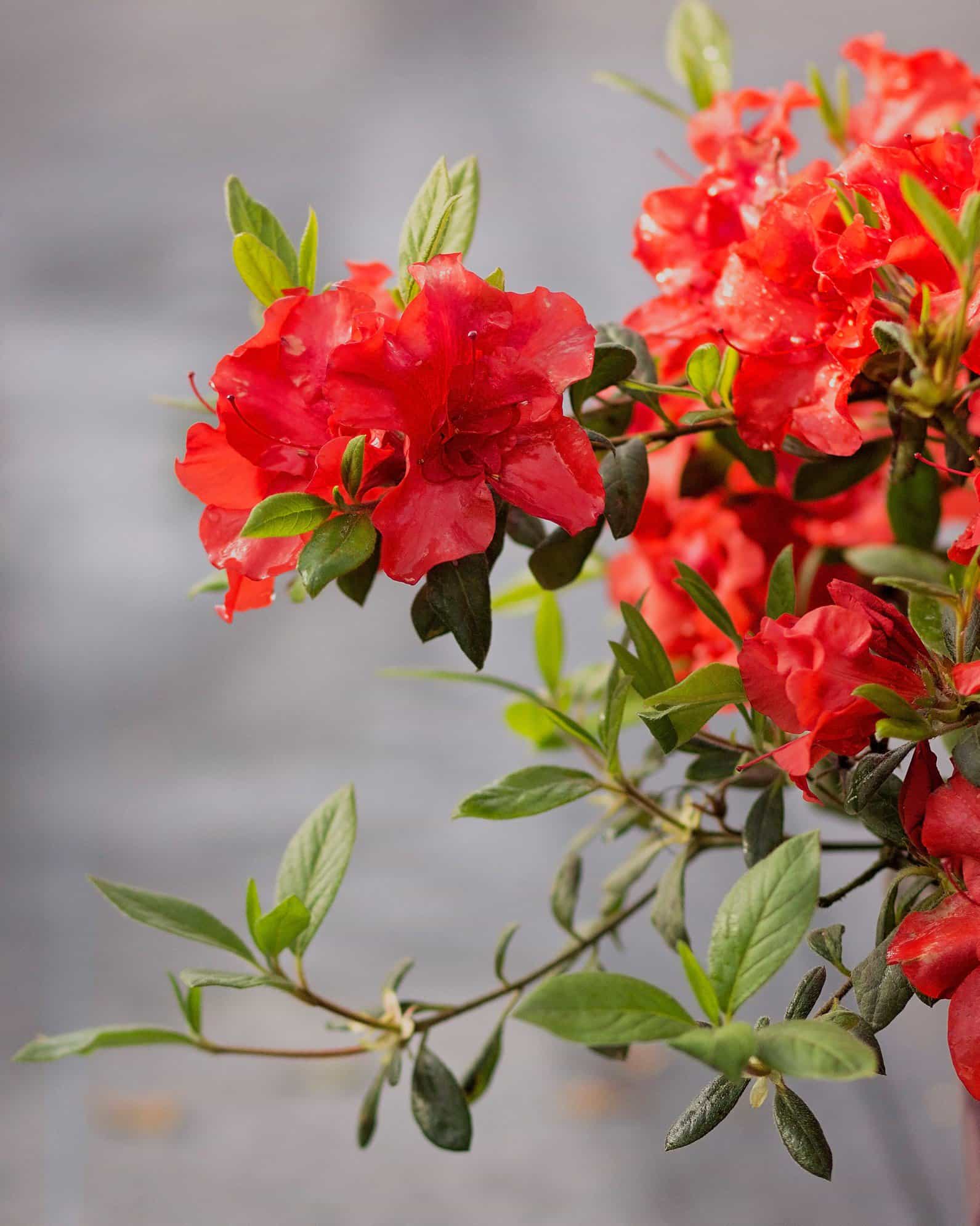 Encore Azalea Autumn Embers - view 3