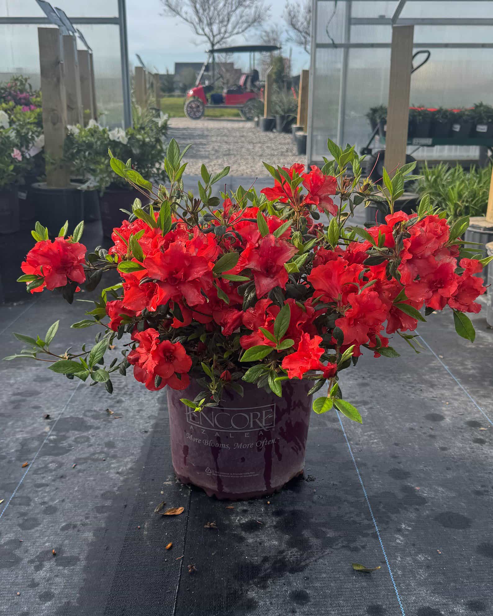Encore Azalea Autumn Embers - view 4