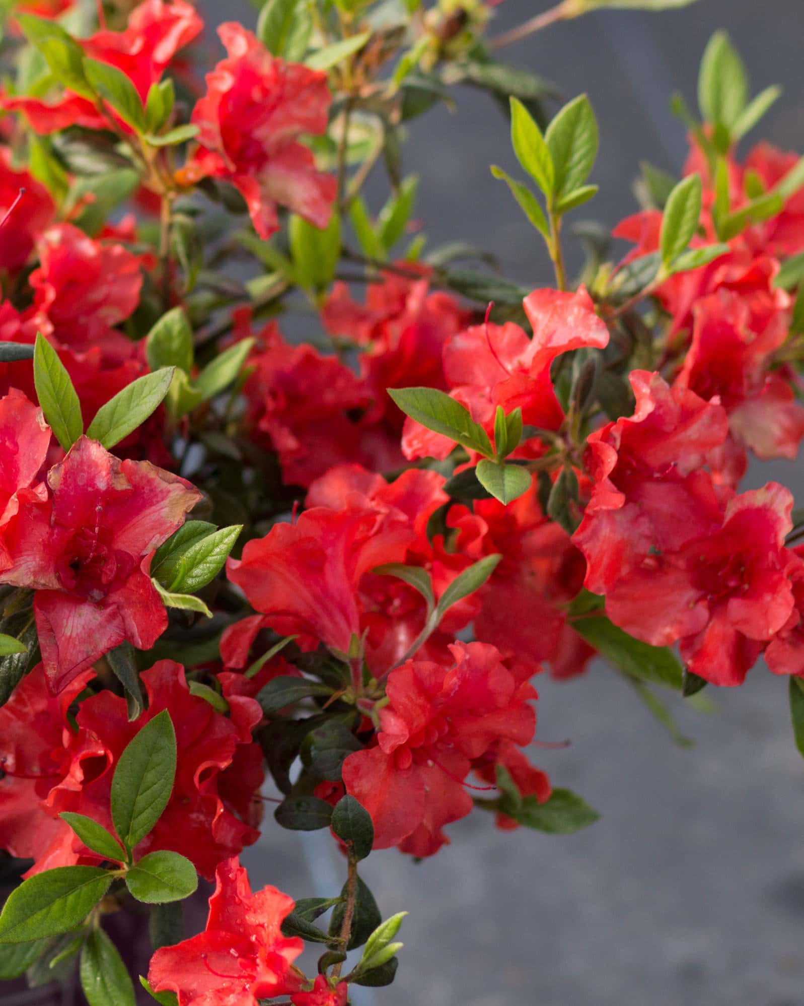 Encore Azalea Autumn Embers - Image 5