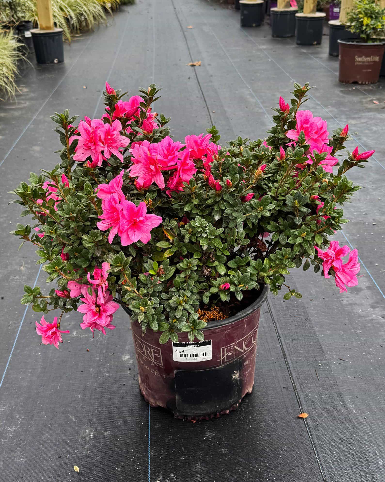 Encore Azalea Autumn Empress - view 2