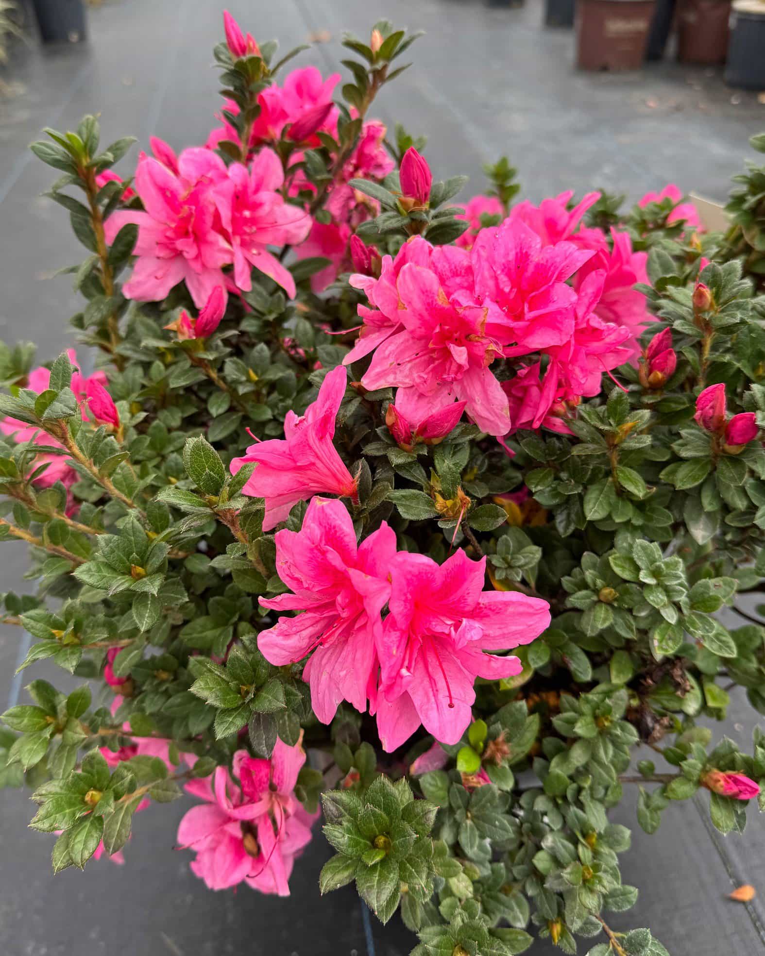 Encore Azalea Autumn Empress - view 3