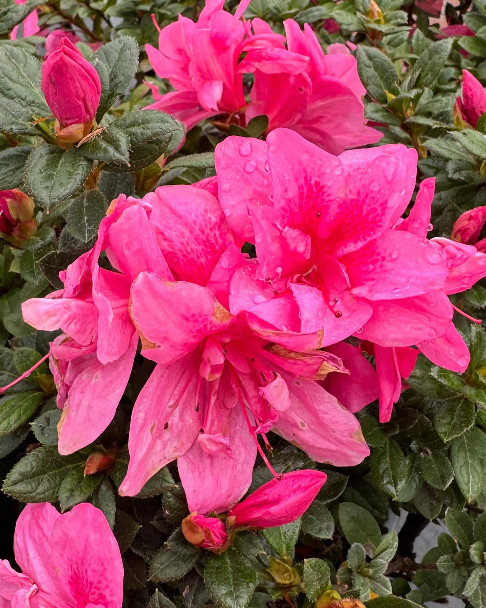 Encore Azalea Autumn Empress - view 5
