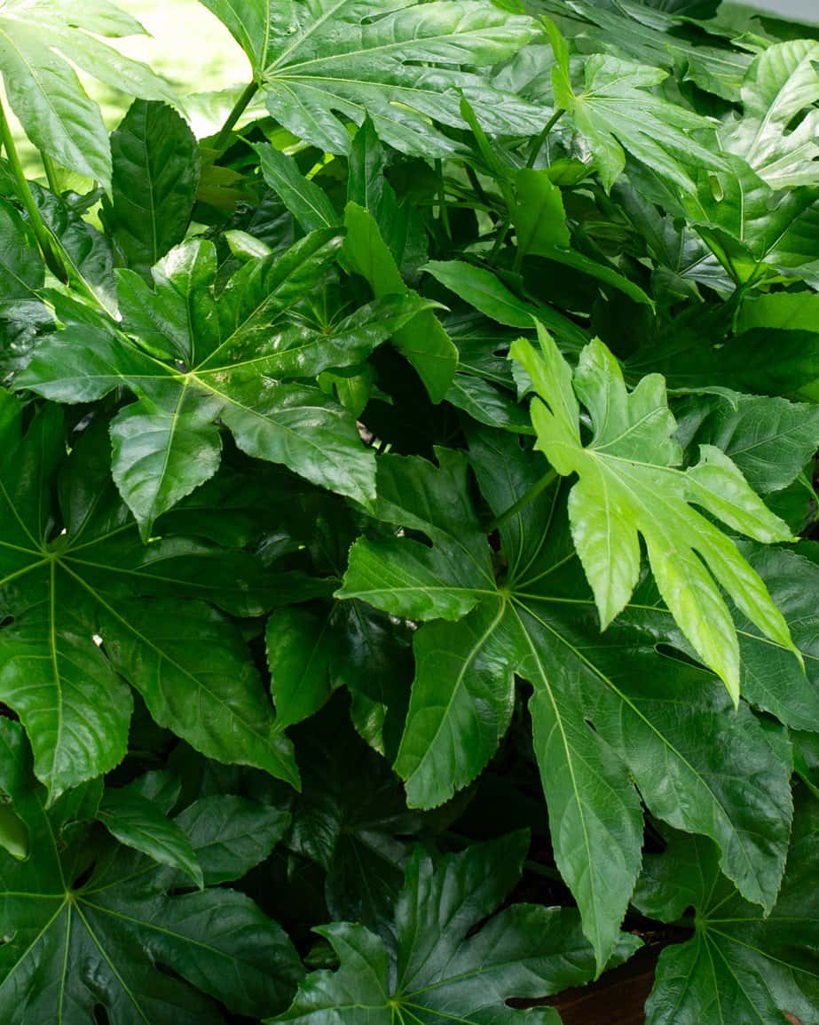 Fatsia Japanese Aralia - Main Image