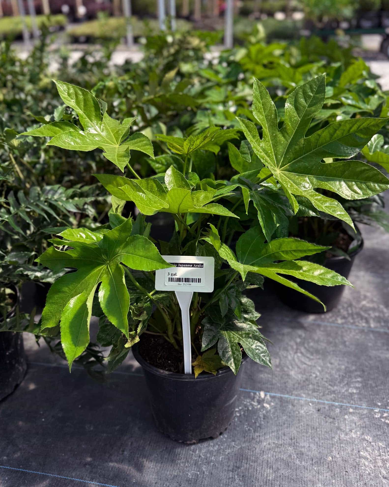 Japanese Aralia - view 2