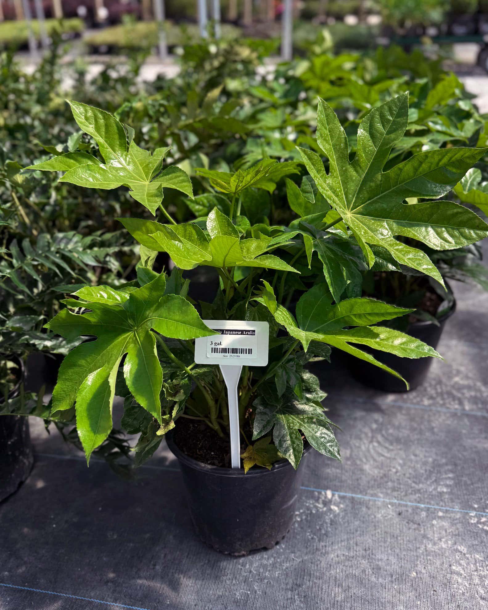 Fatsia Japanese Aralia - Image 1