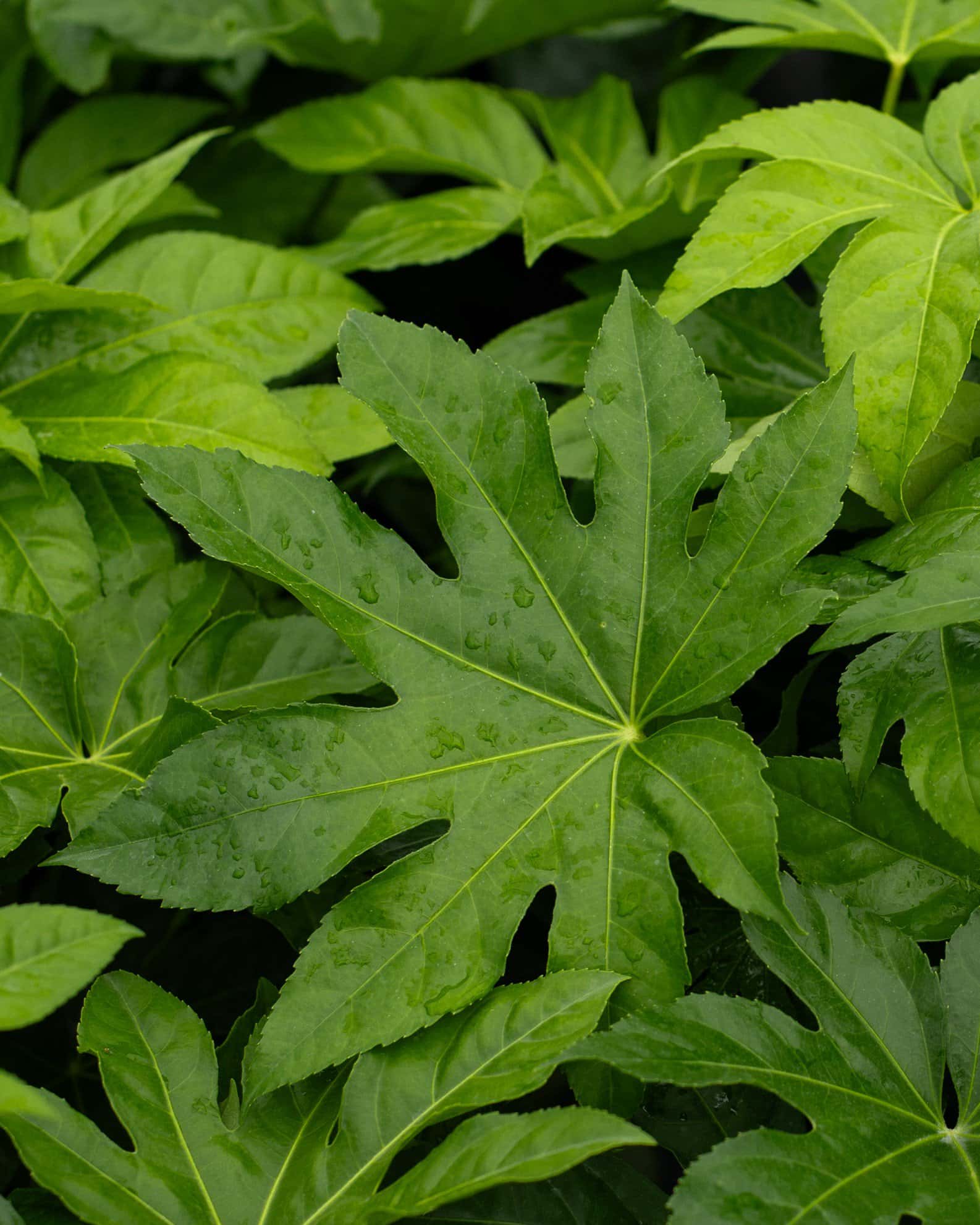 Fatsia Japanese Aralia - Image 2