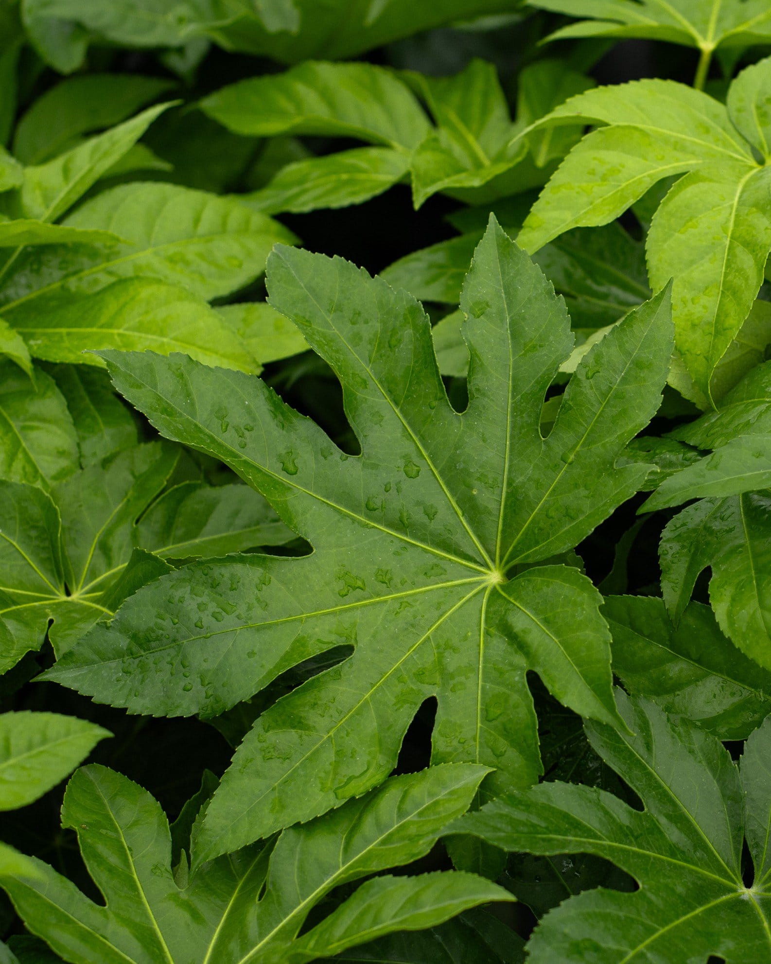 Japanese Aralia - view 3