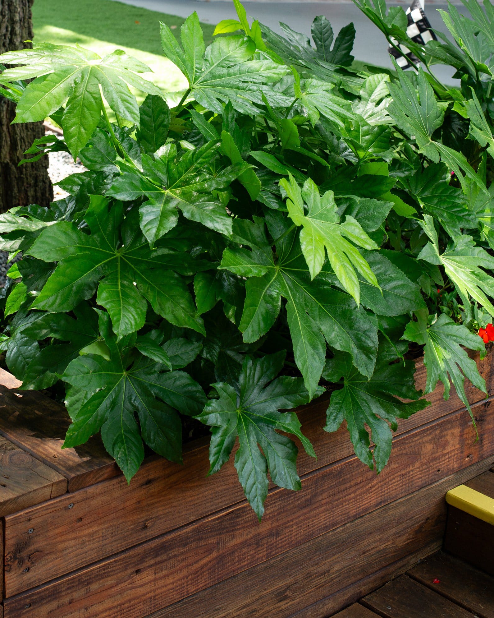 Japanese Aralia - view 4