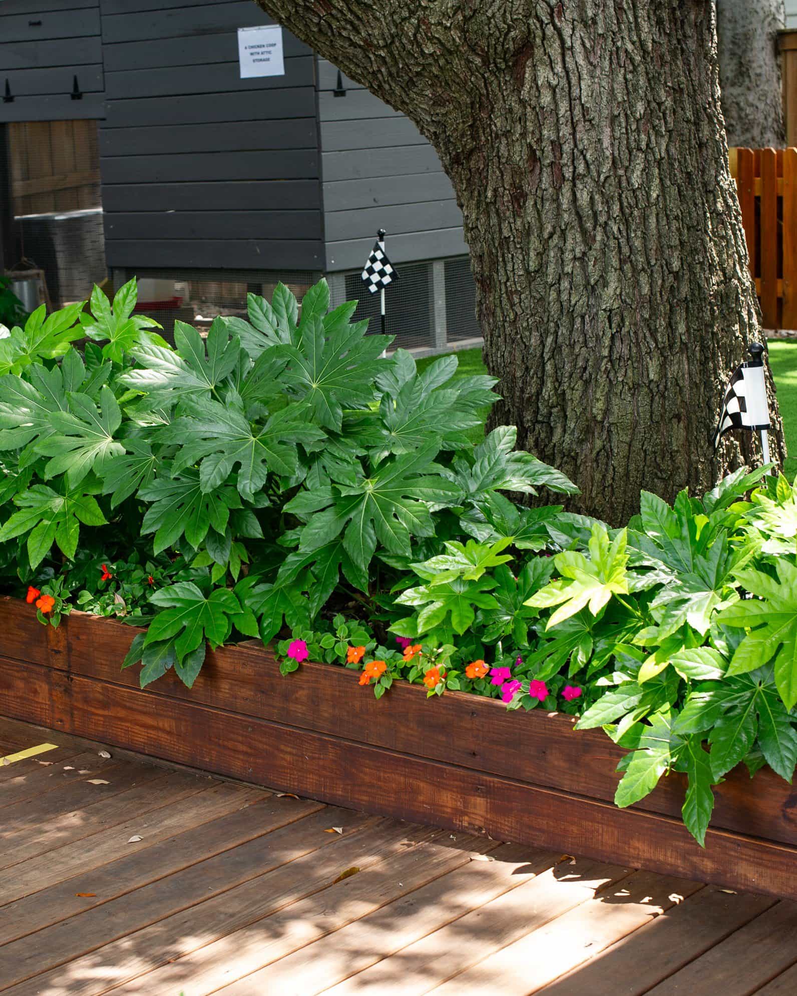 Japanese Aralia - view 5