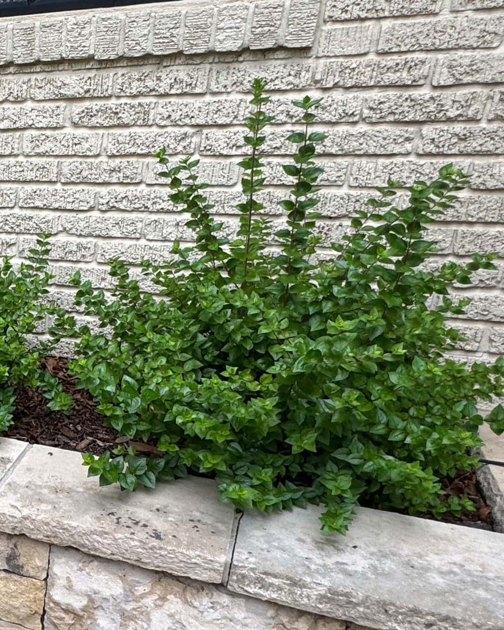 Glossy Abelia - Main Image