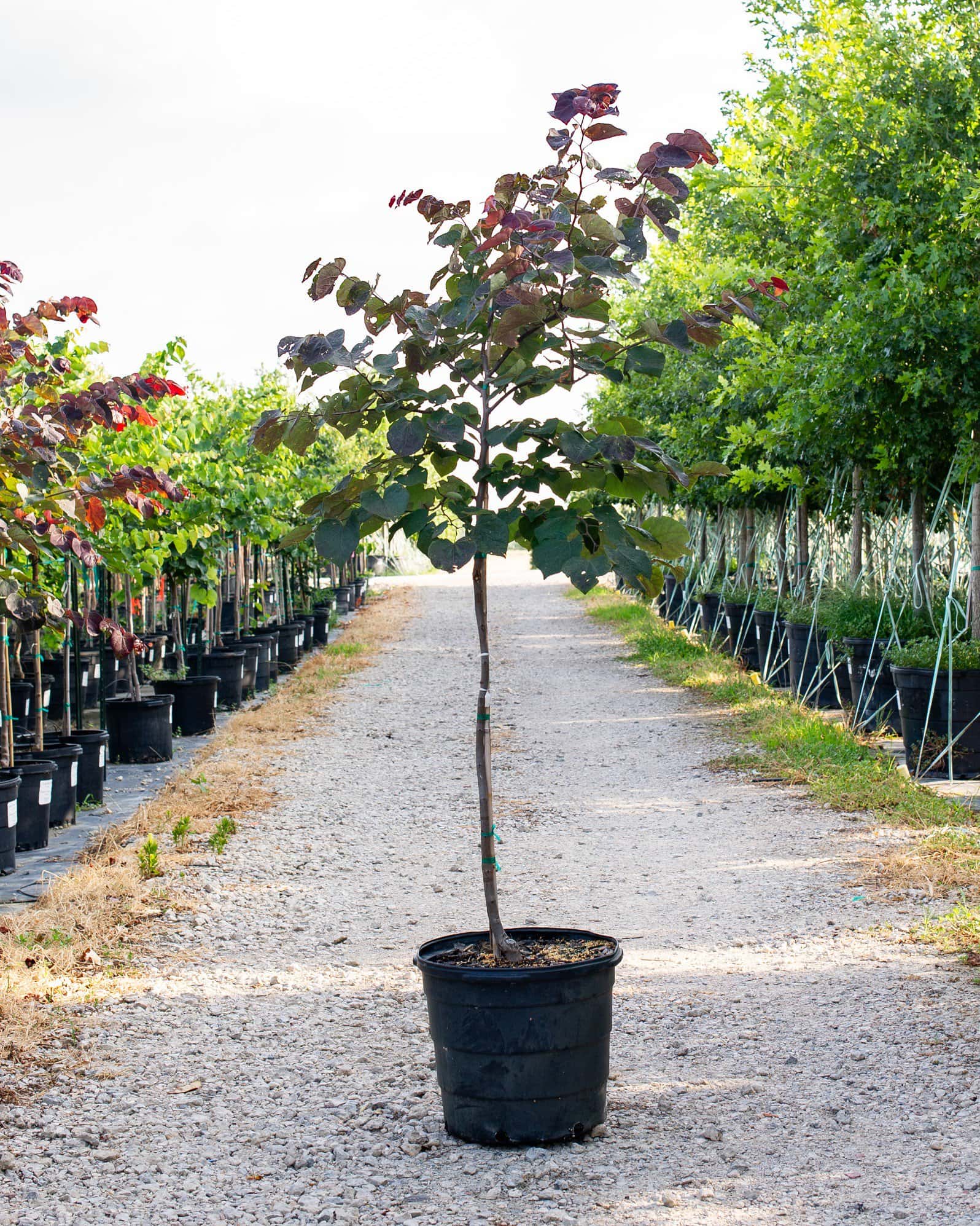 Black Pearl Redbud - Main Image