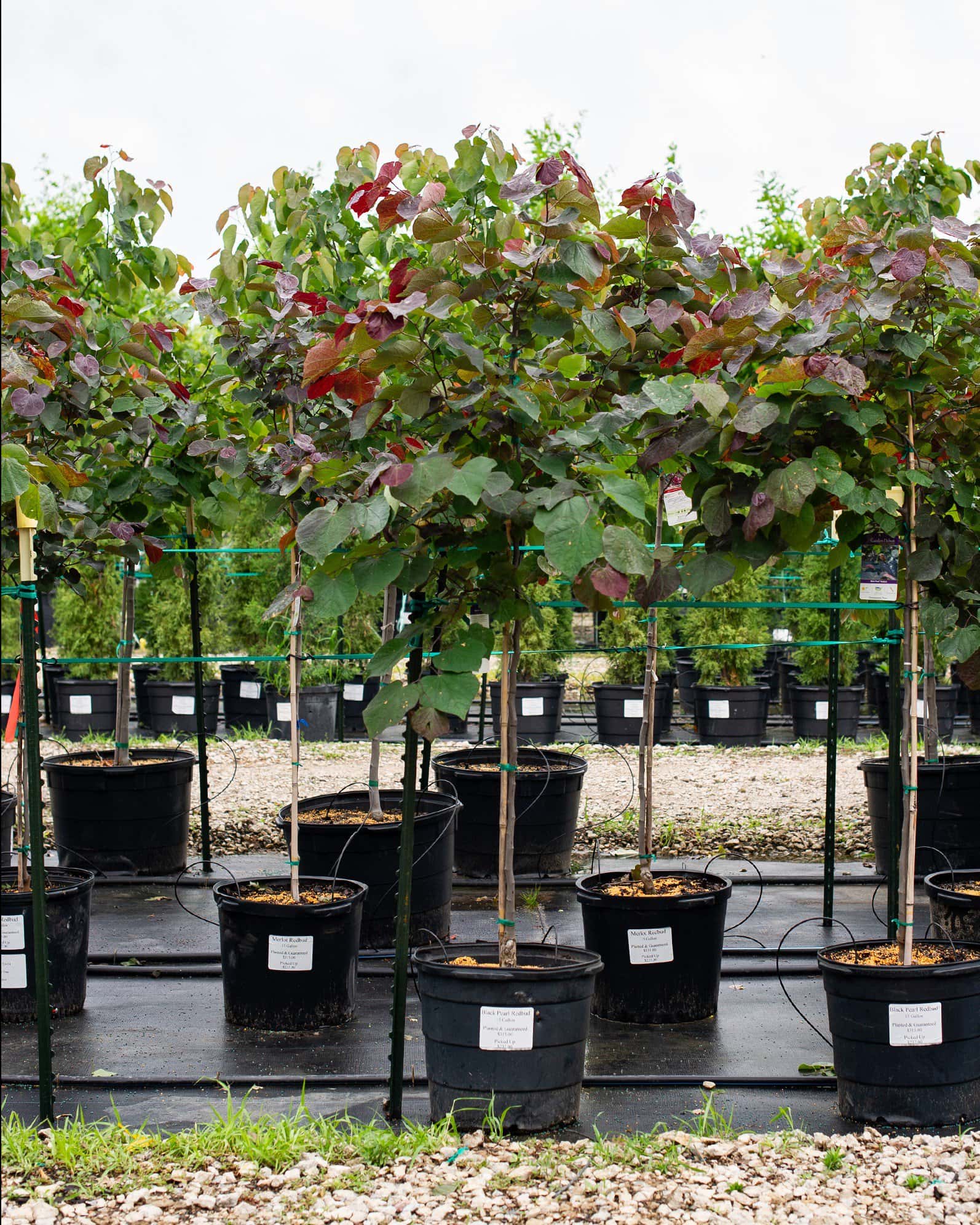 Black Pearl Redbud - Image 1