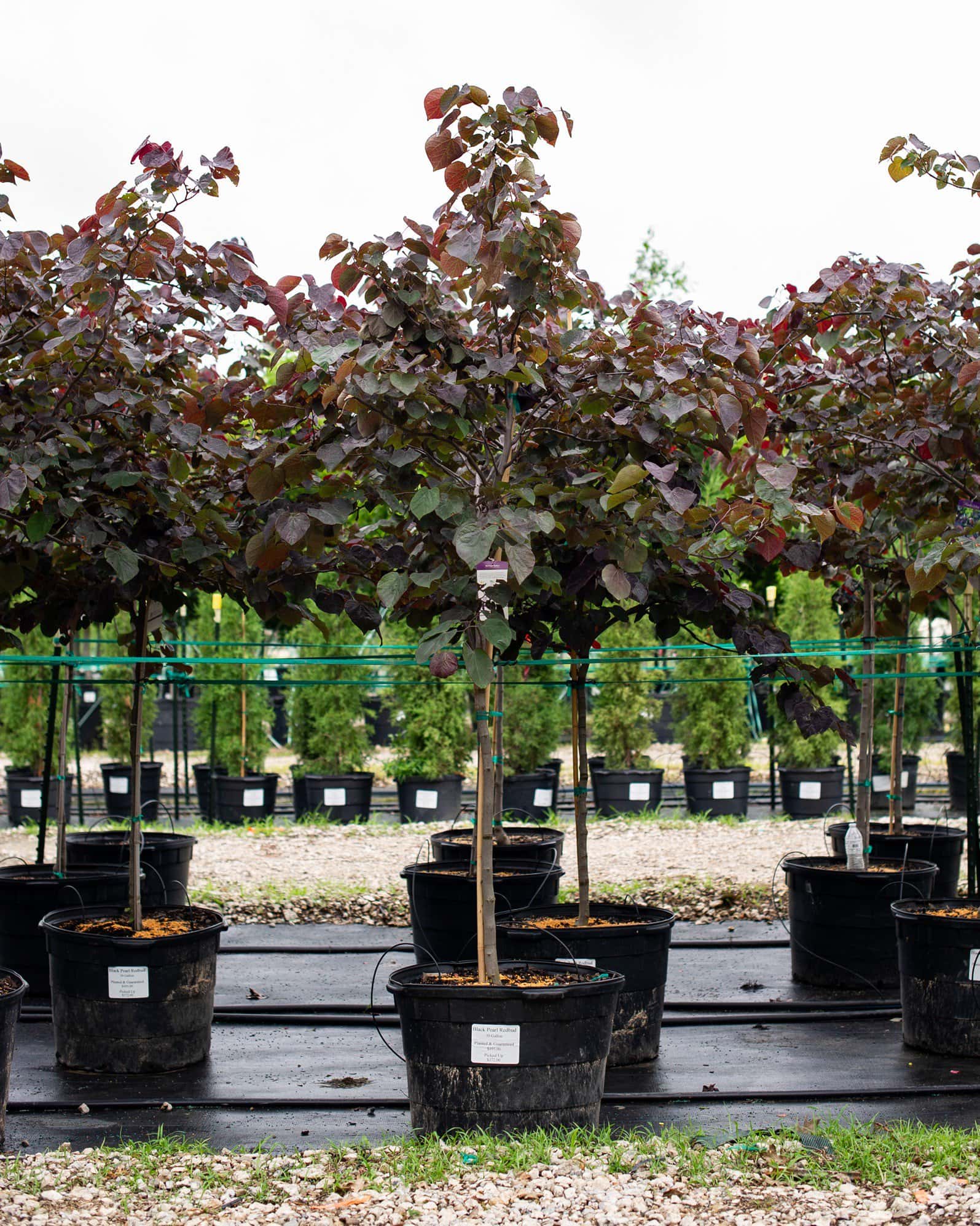 Black Pearl Redbud - Image 4