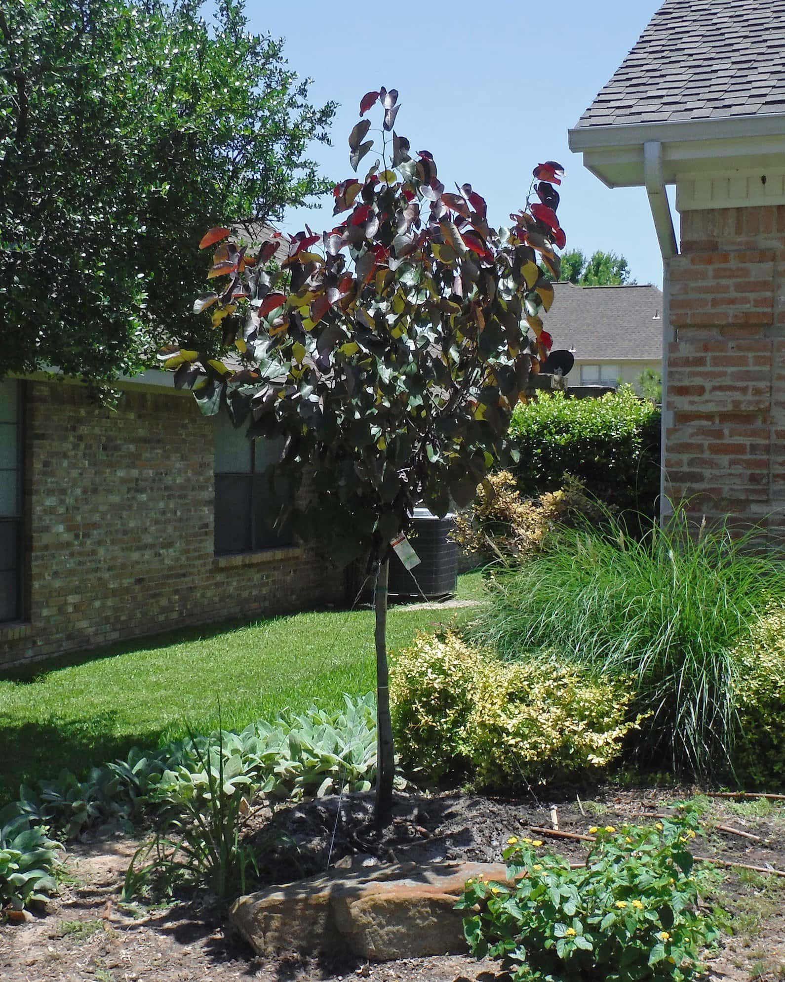 Black Pearl Redbud - Image 6