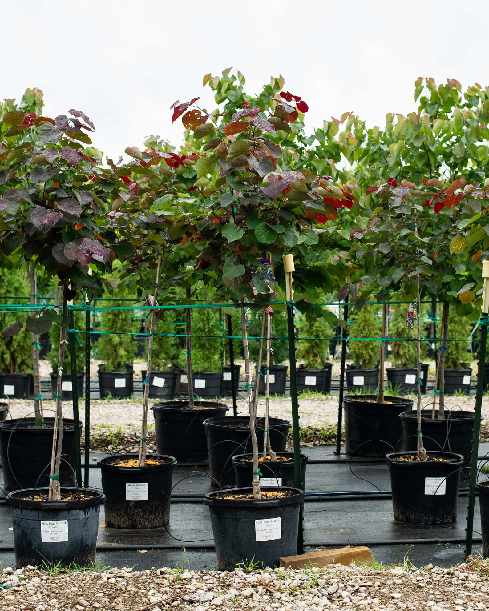 Black Pearl Redbud - Image 7