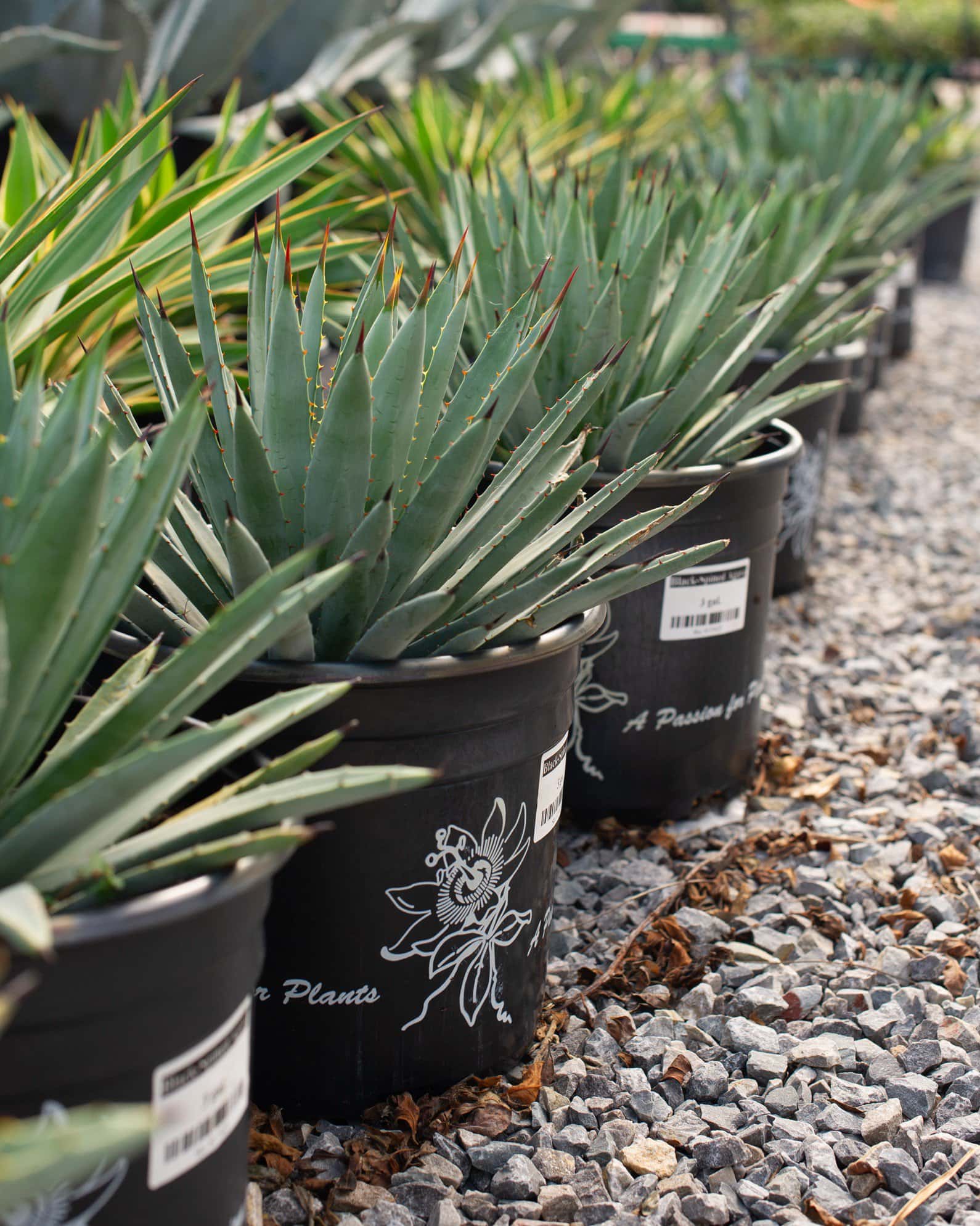 Black-Spined Agave - Image 7