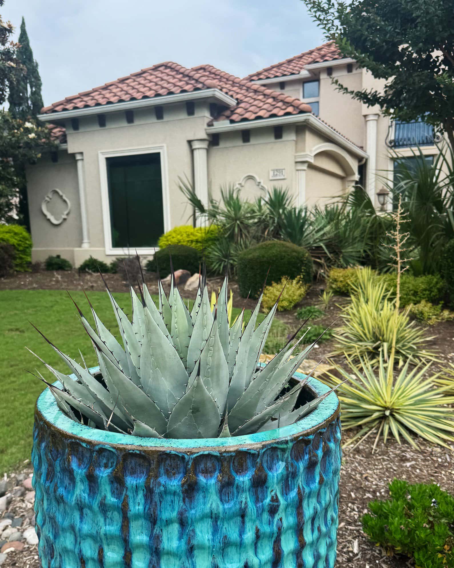 Black-Spined Agave - Image 1