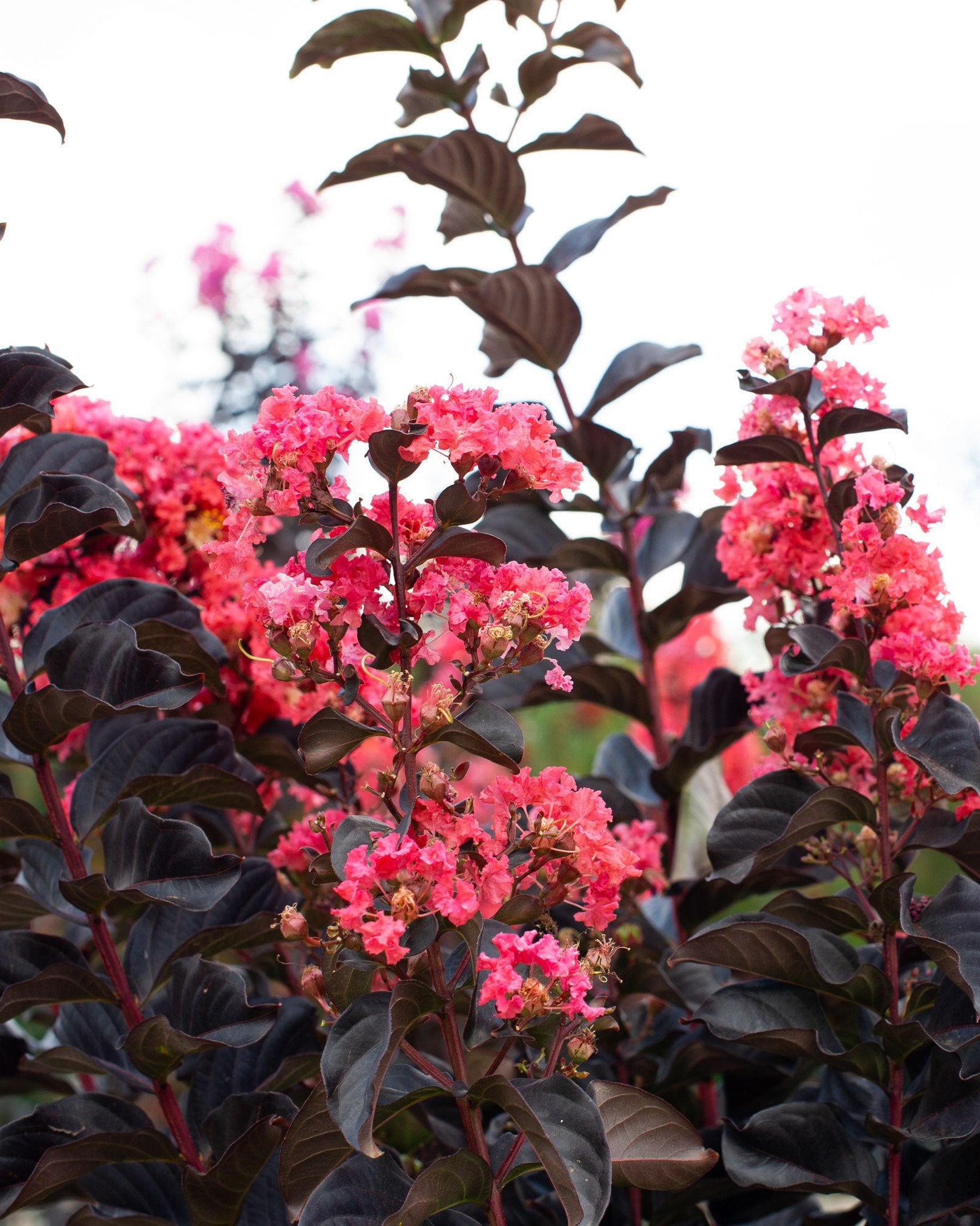 Coral Boom Crape Myrtle - Image 1