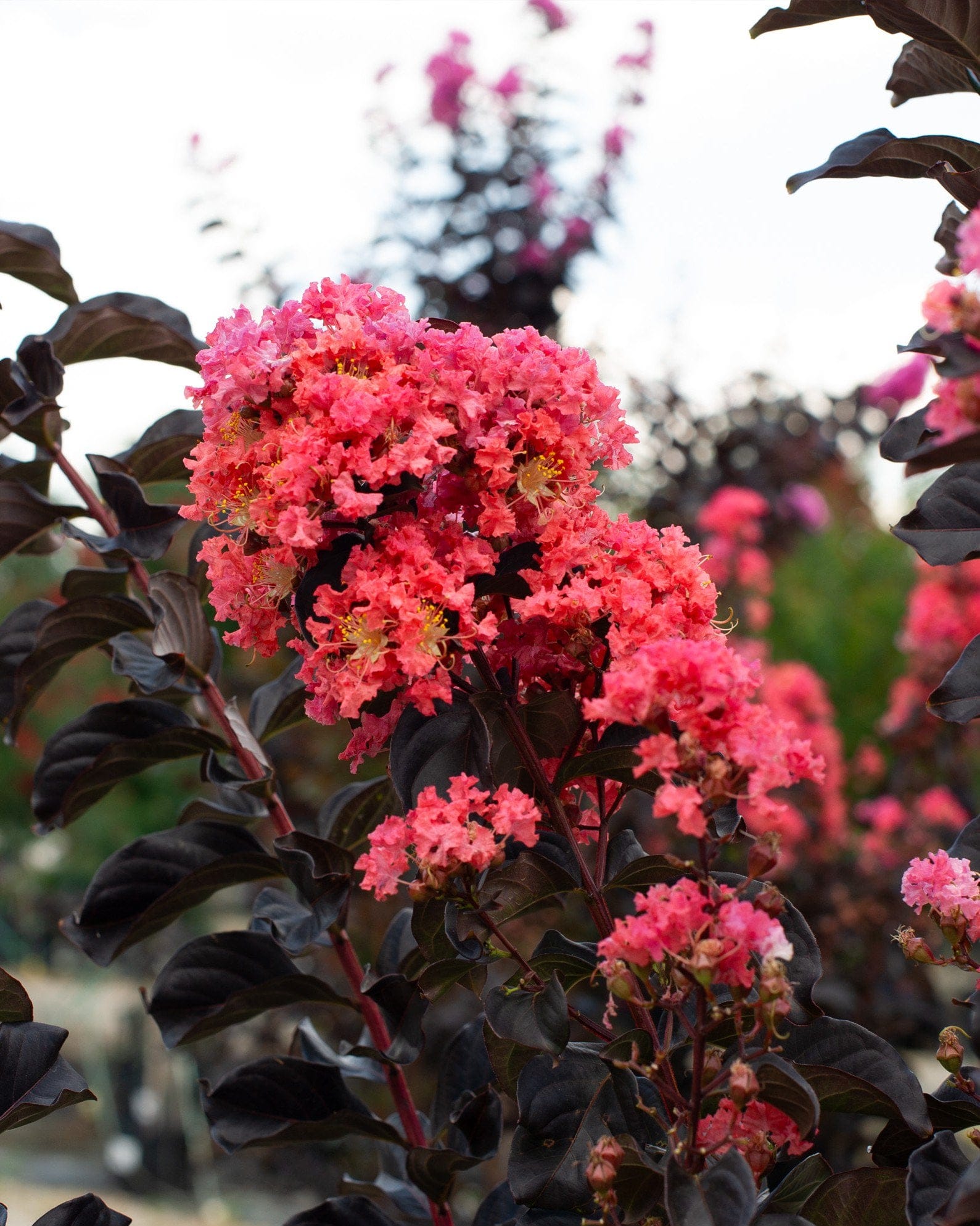 Coral Boom Crape Myrtle - view 3