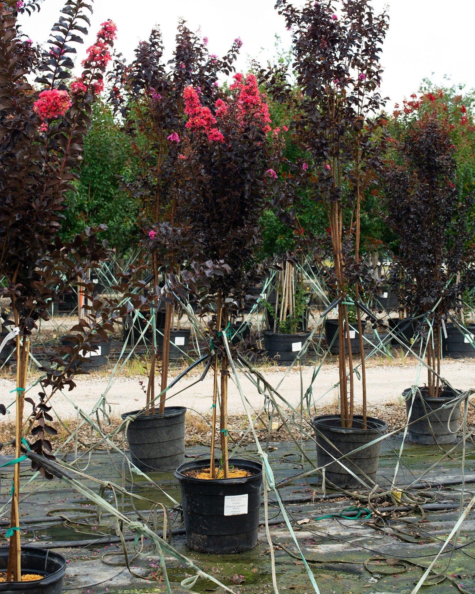 Coral Boom Crape Myrtle - view 4