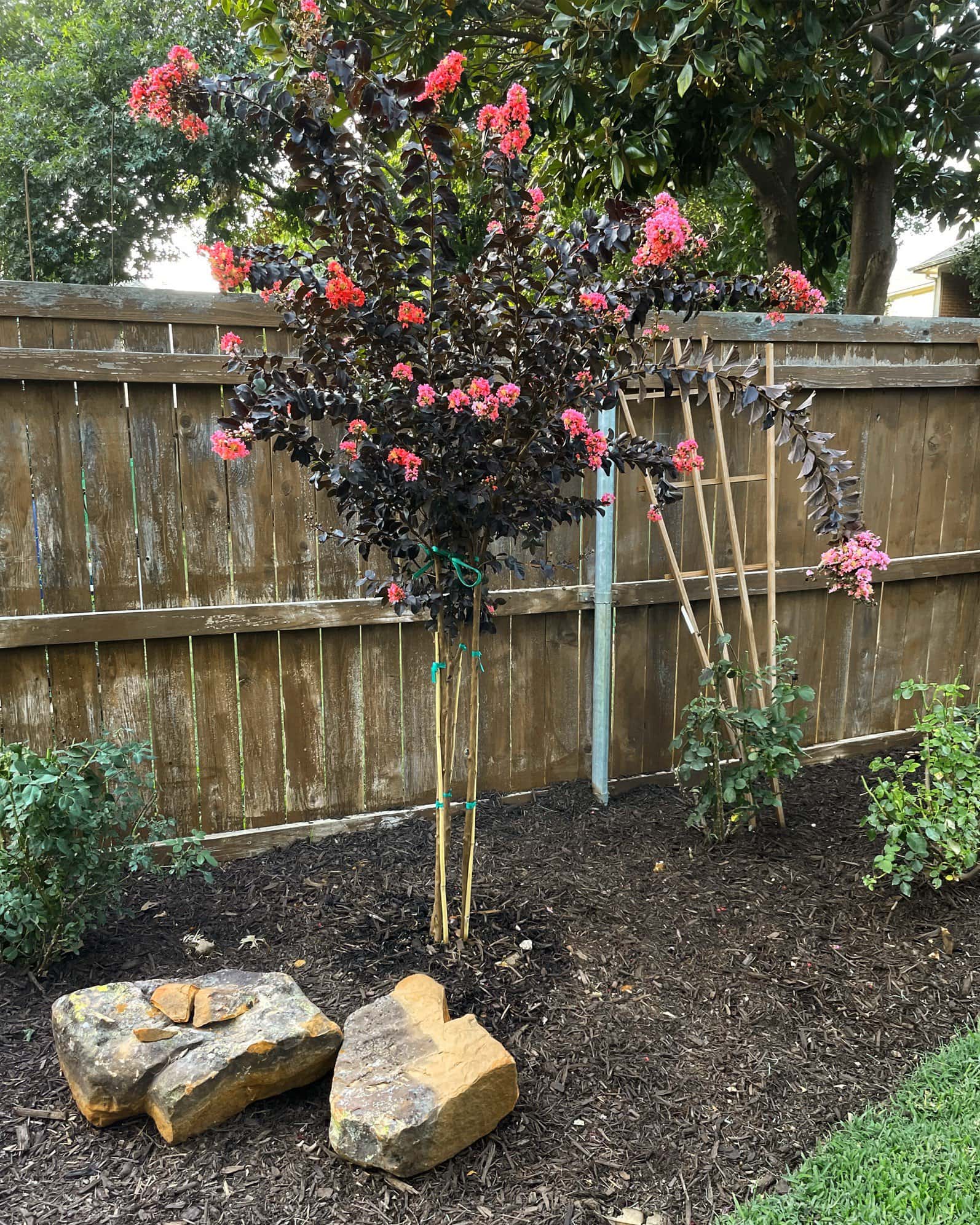 Coral Bloom Crape Myrtle - Image 4