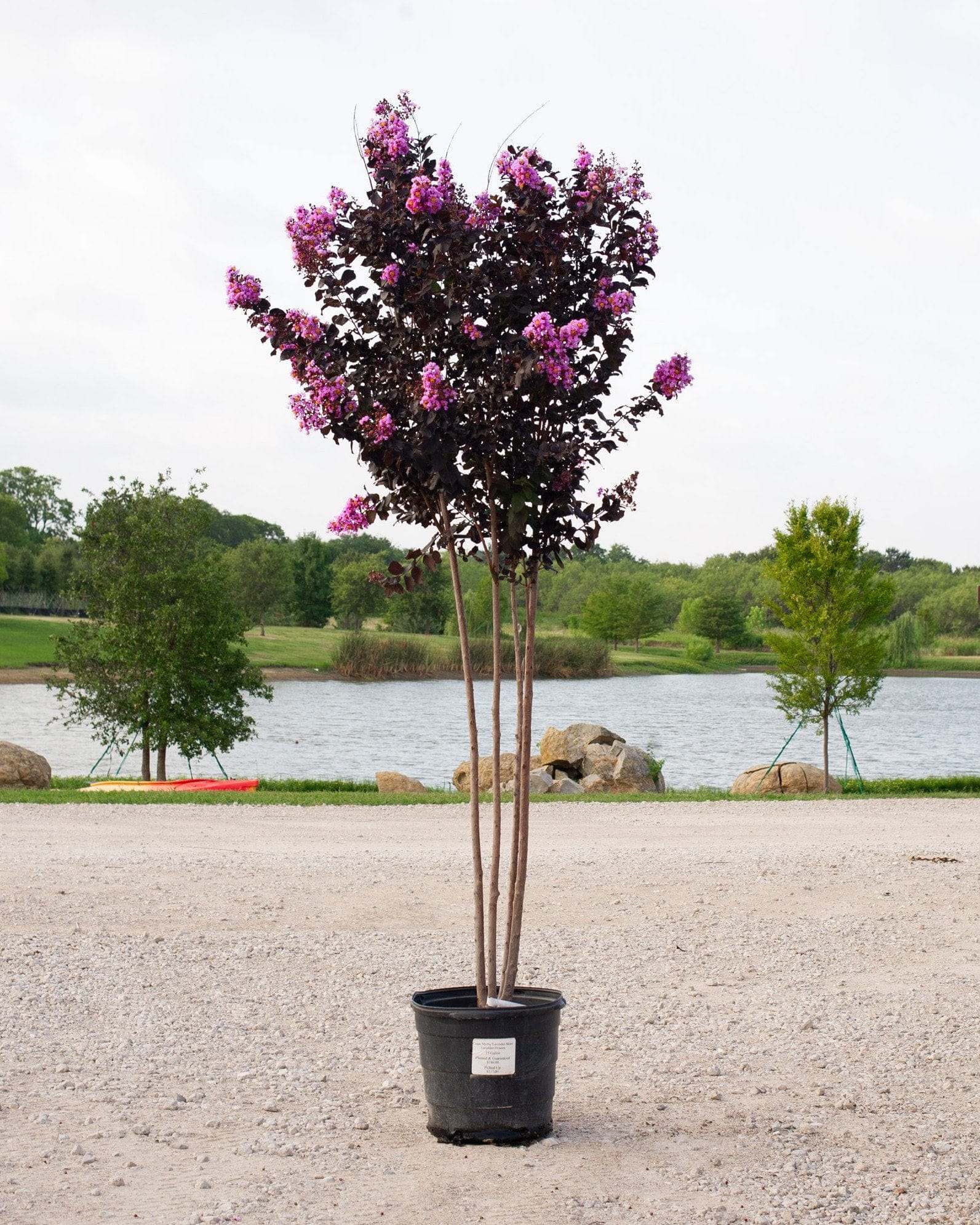 Lavender Skies Crape Myrtle - view 2