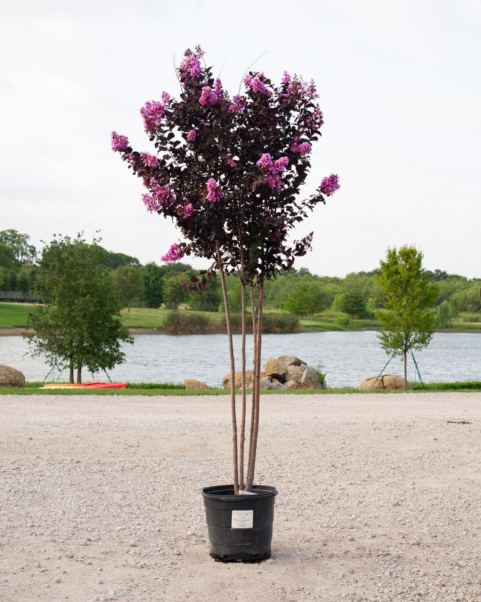 Lavender Skies Crape Myrtle - Image 1