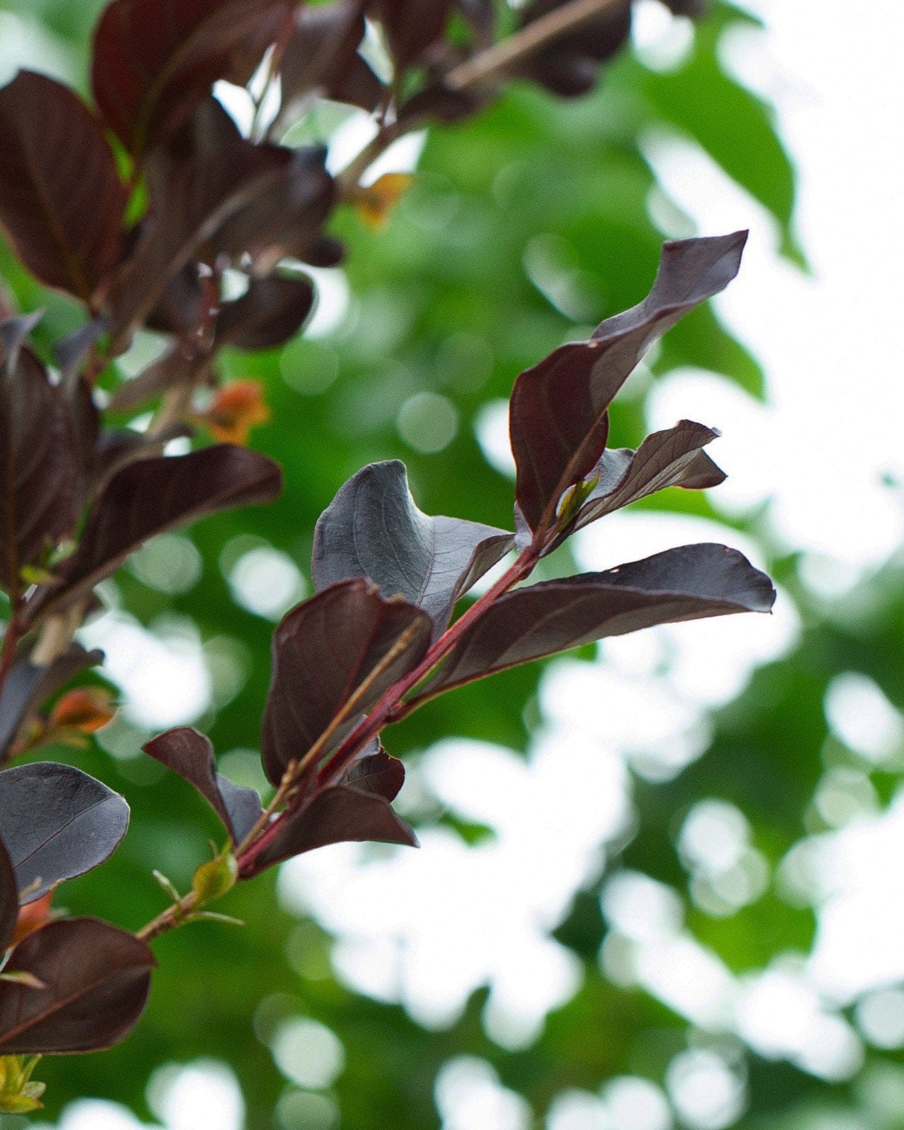 Lavender Skies Crape Myrtle - view 3
