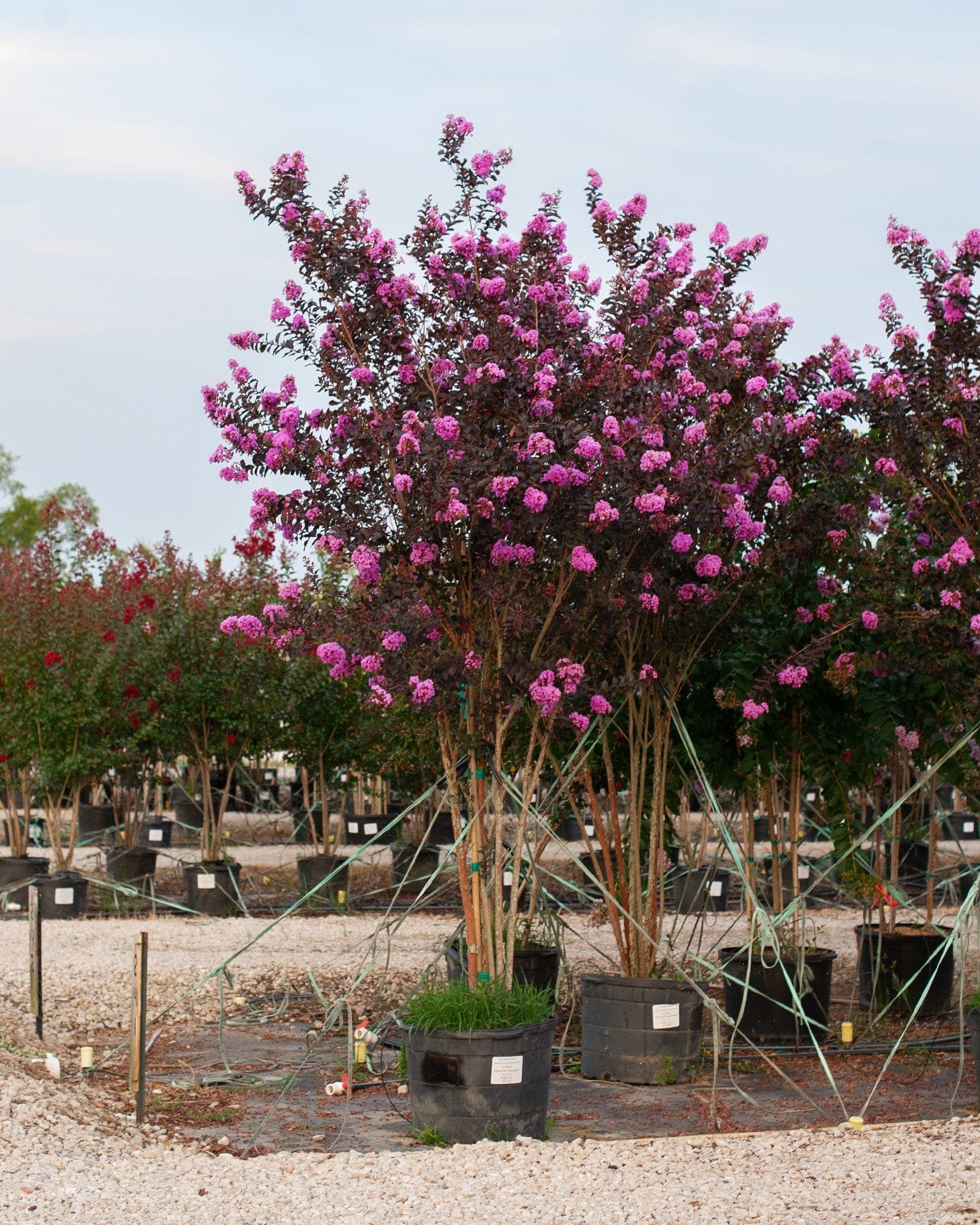 Lavender Skies Crape Myrtle - view 4