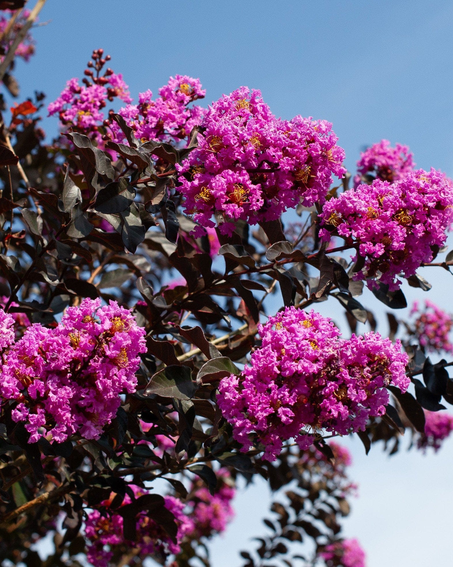 Lavender Skies Crape Myrtle - view 5