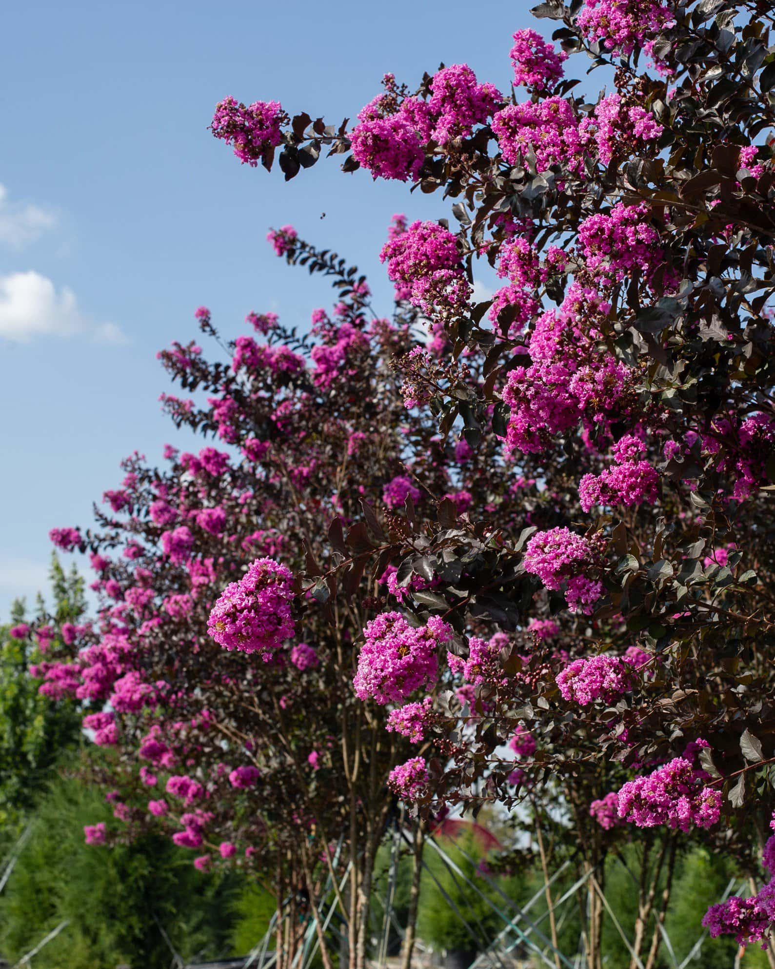 Lavender Skies Crape Myrtle - Image 2