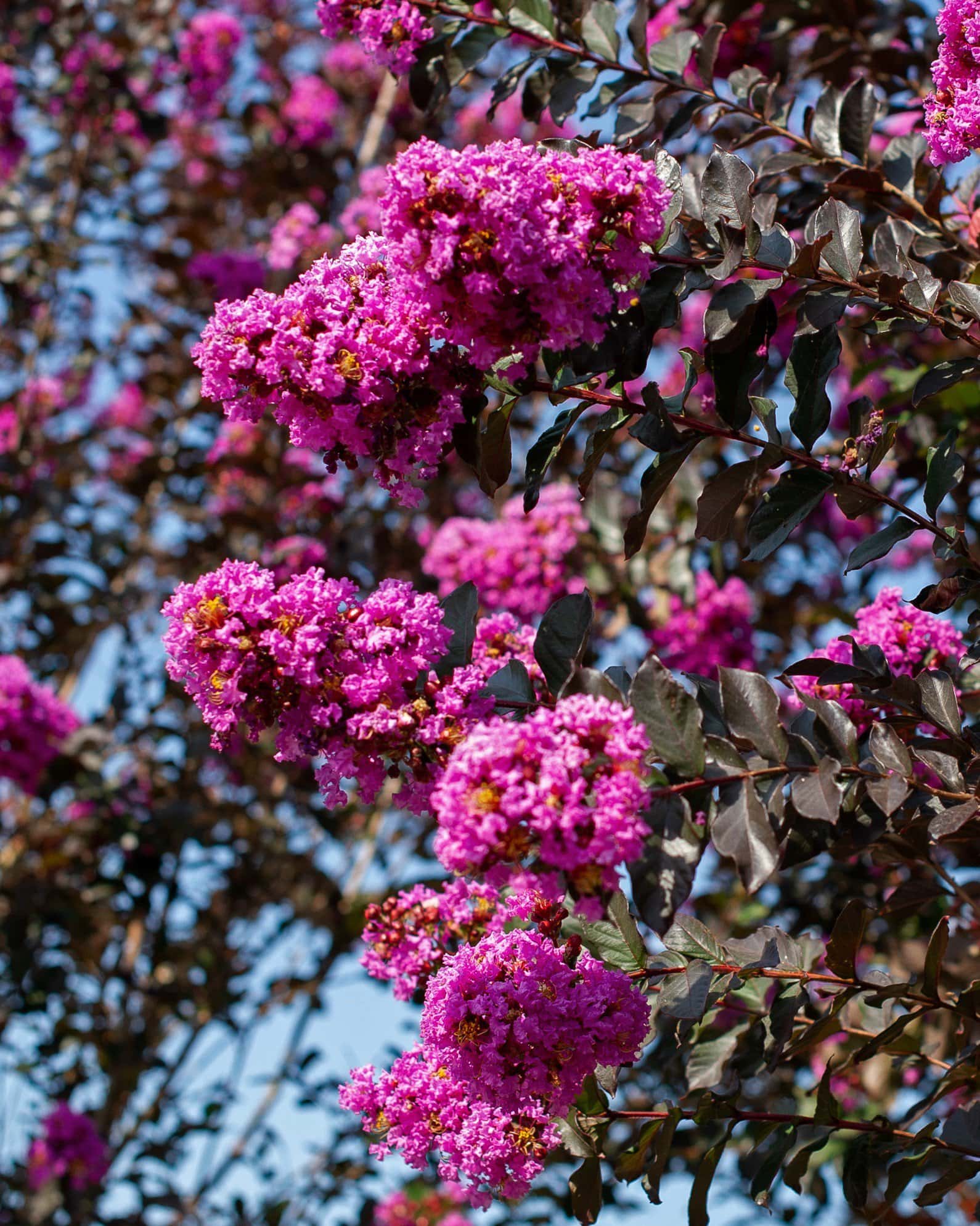 Lavender Skies Crape Myrtle - Image 3