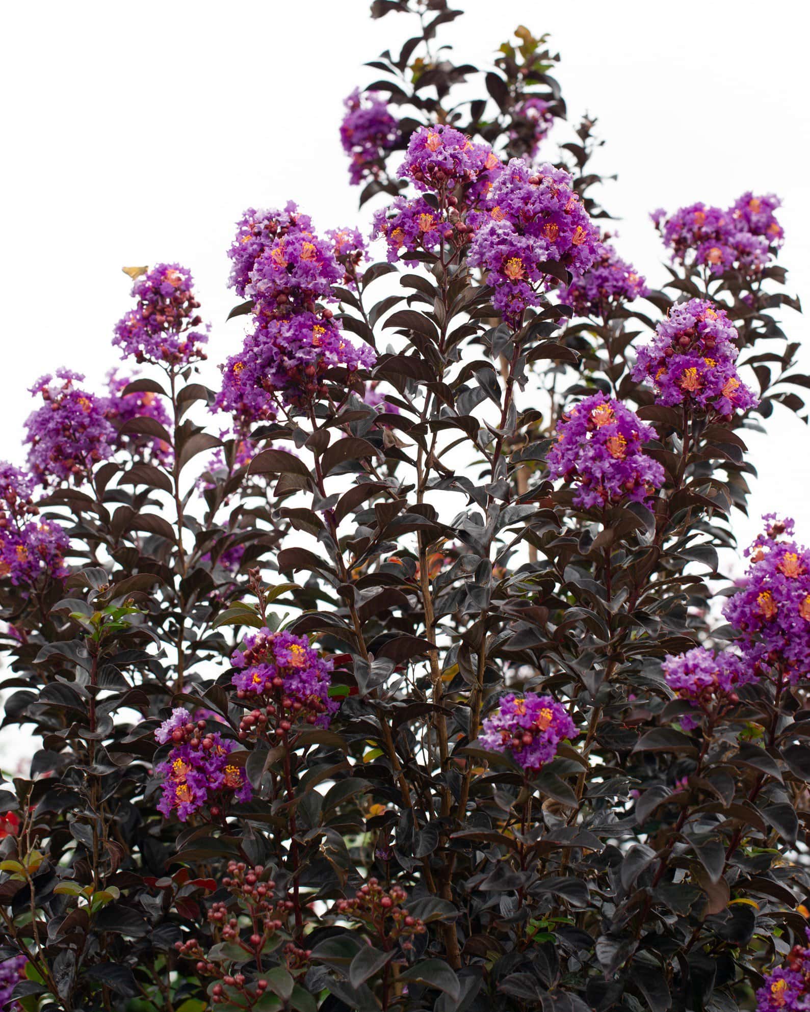 Purple Sage Crape Myrtle - Image 4