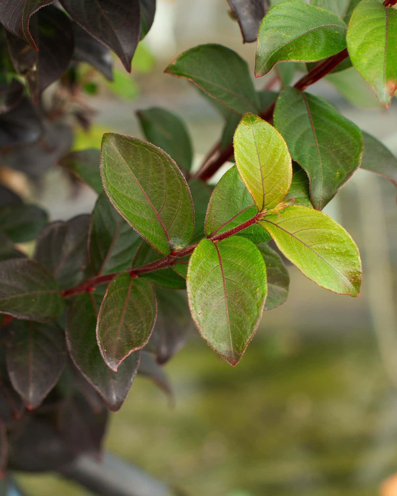 Purple Sage Crape Myrtle - Image 5